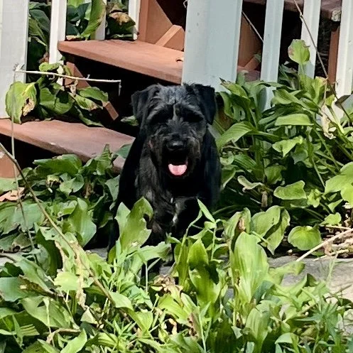 Milo’s Journey: A Homeless Pets Foundation’s Victory