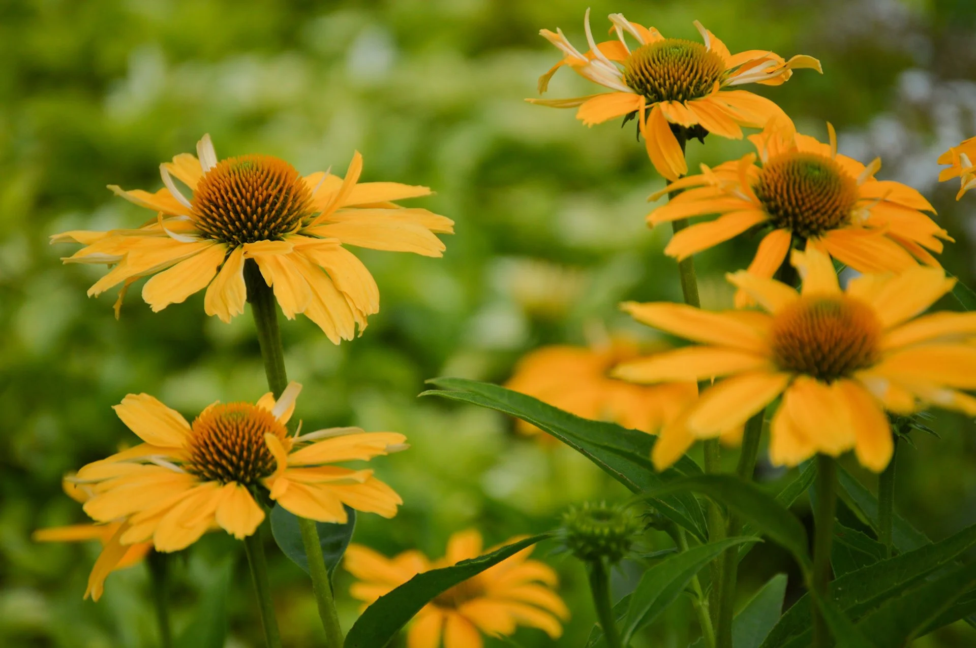 Picture of Field of yellow flowers by Maddie Clair Photography