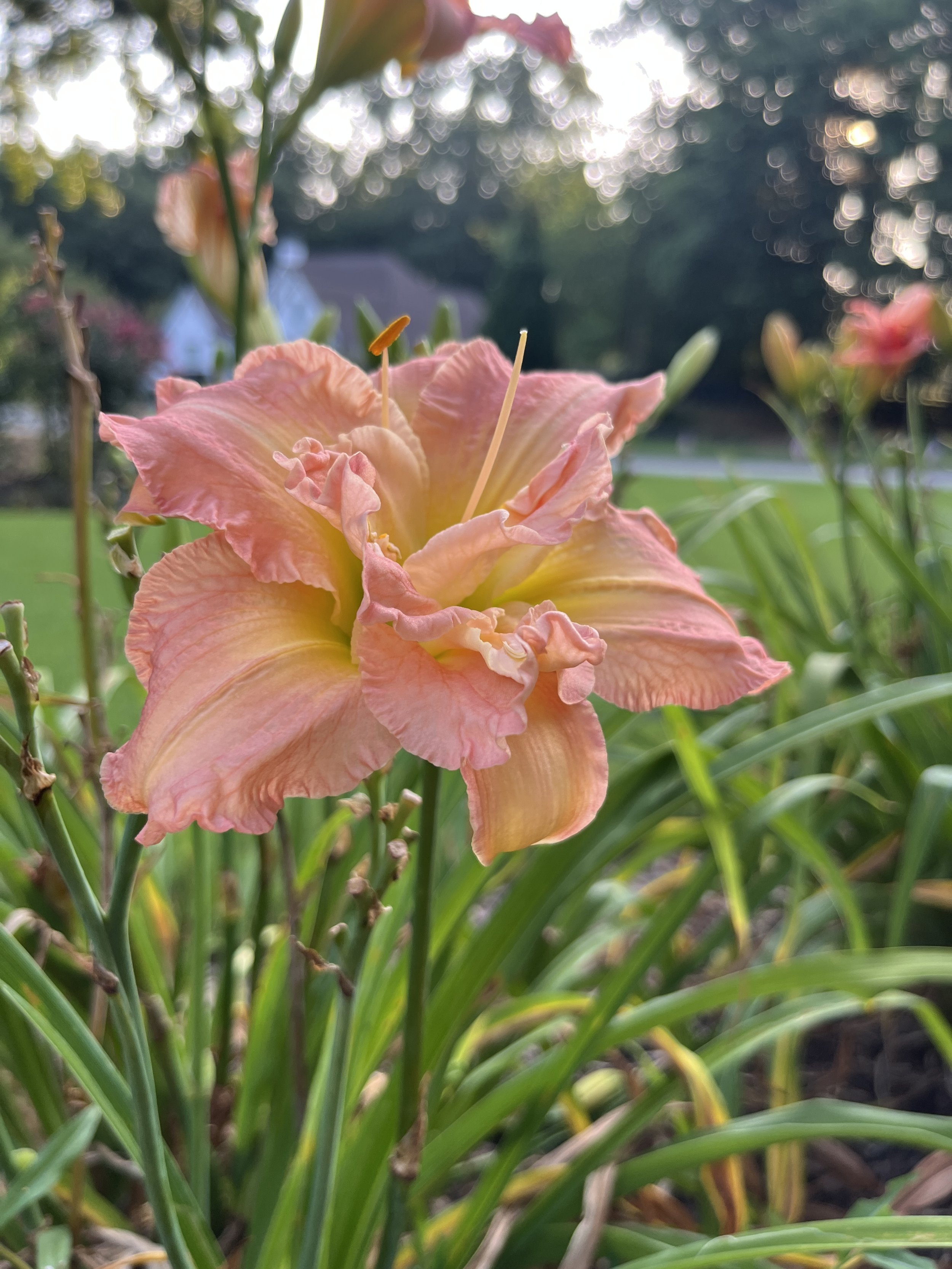 A pink daylily flower blooming among green grass and plants in a garden, with a blurred background of trees and a house in the distance.