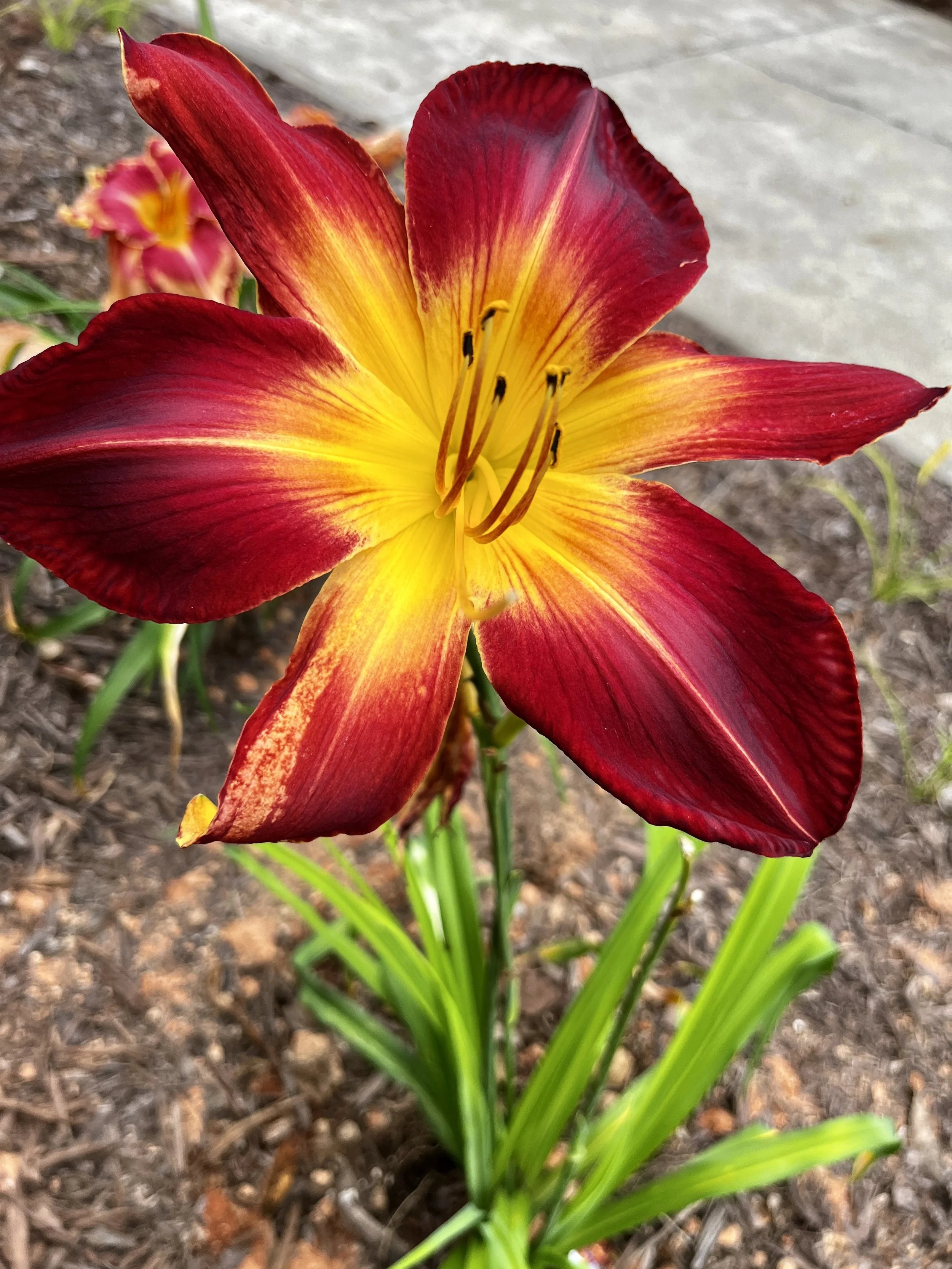 A vibrant red and yellow lily flower blooming in a garden bed with green leaves and stems, and soil visible around it.