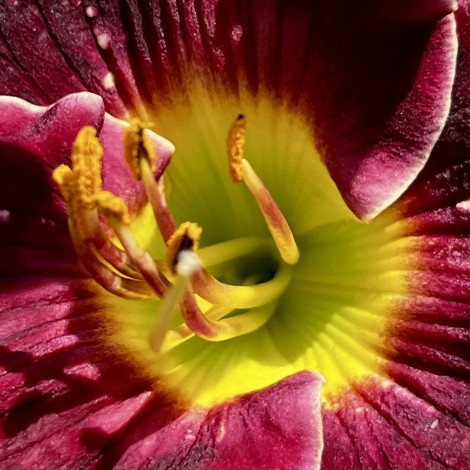 Close-up of a vibrant pink and yellow flower, showing its stamens and pistil.