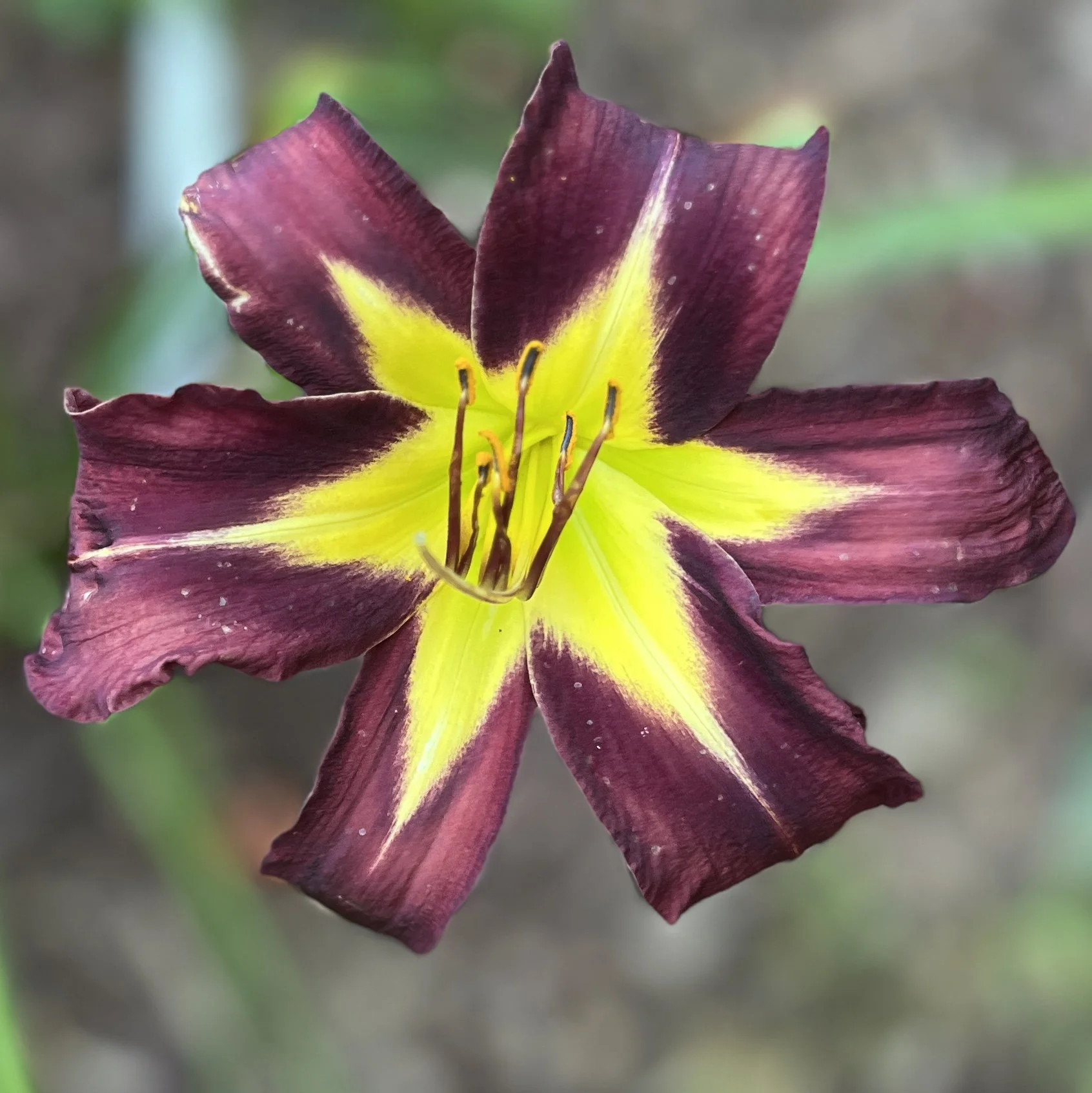 Close-up of a star-shaped flower with deep purple petals and bright yellow center, with dark anthers and pollen.