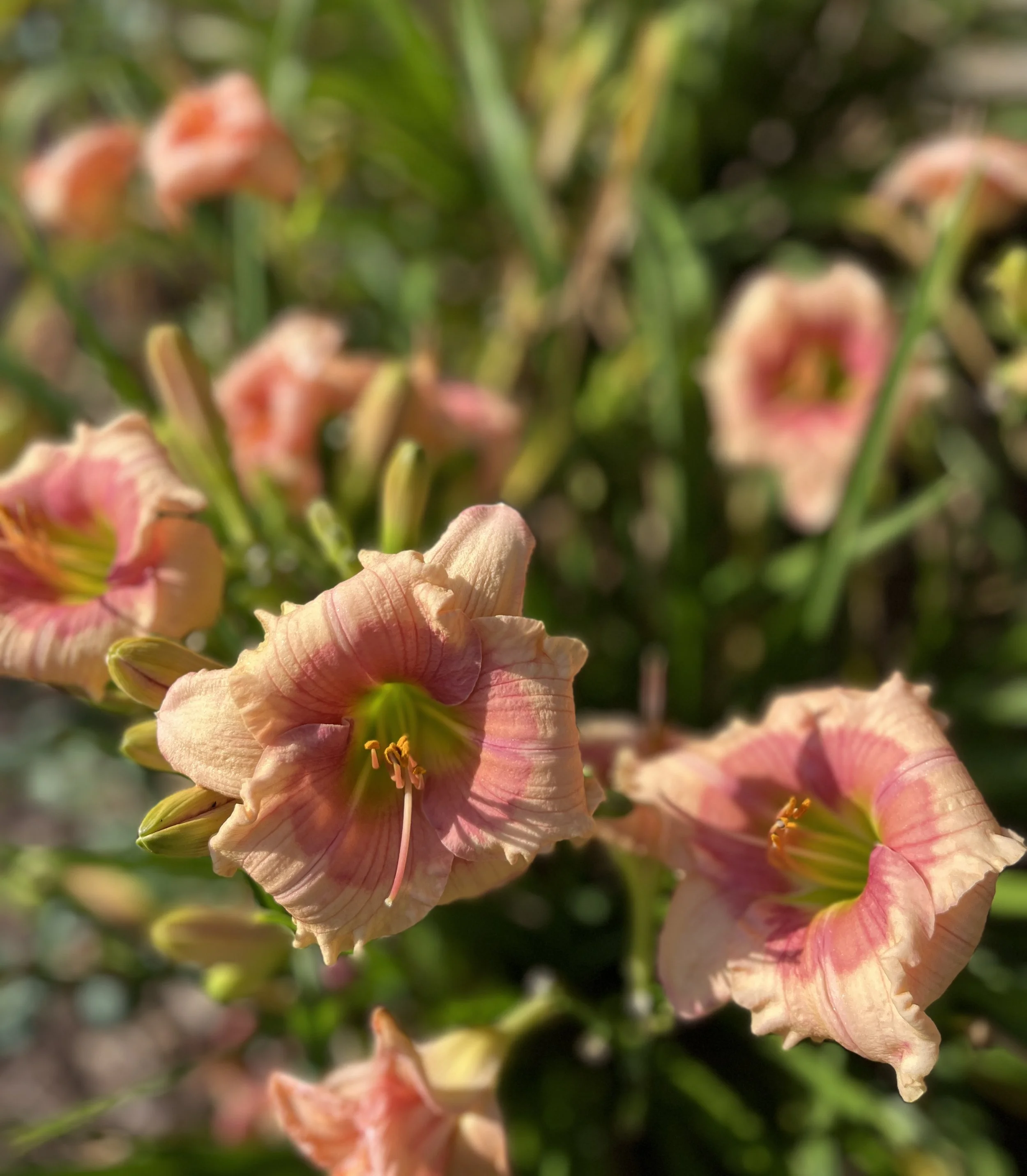 Close-up of peach-colored daylily flowers with green foliage in the background.