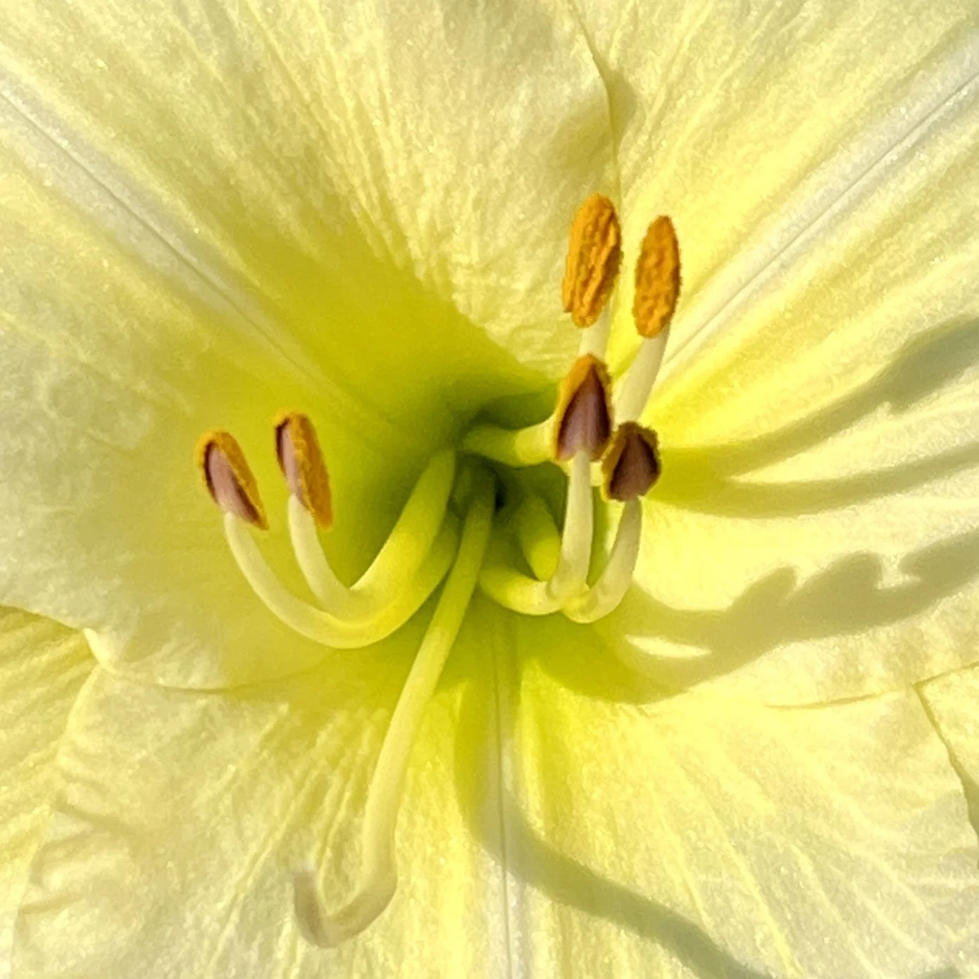 Close-up of a yellow flower's center showing stamens with orange anthers and pistil in the middle.