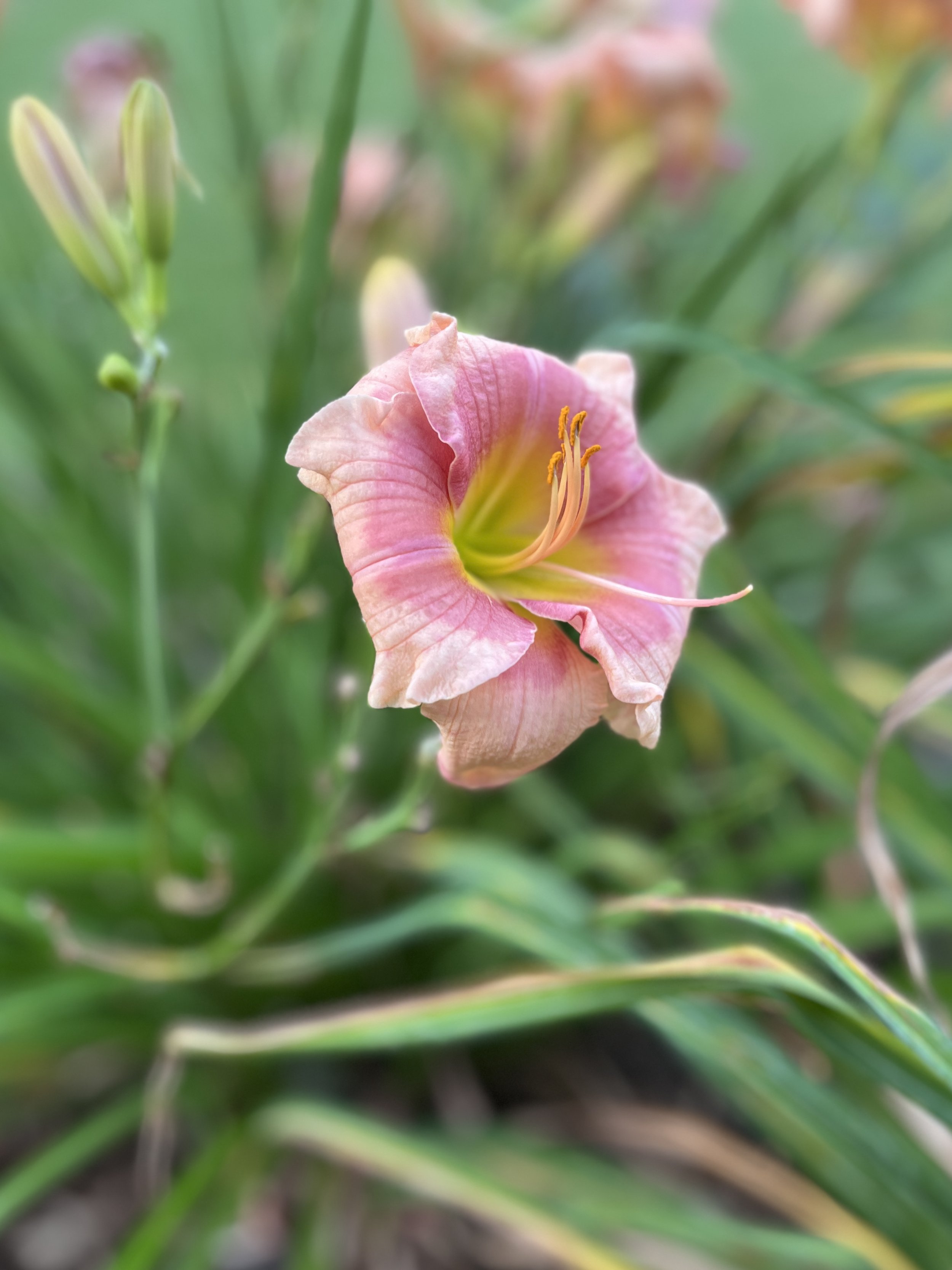 Close-up of a pink lily flower with orange stamens surrounded by green foliage.