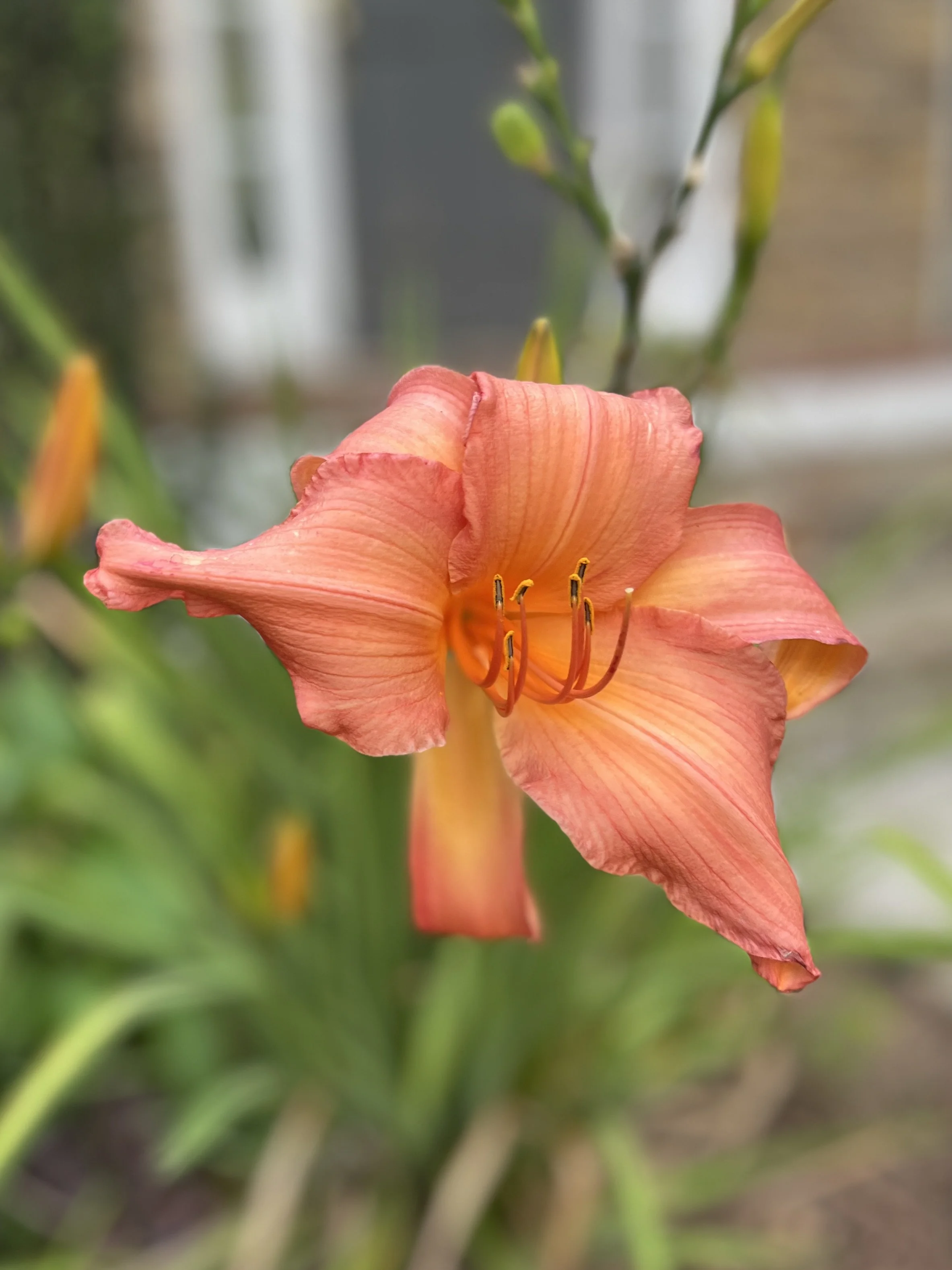 A vibrant peach-colored lily flower blooming with green leaves and buds in the background.