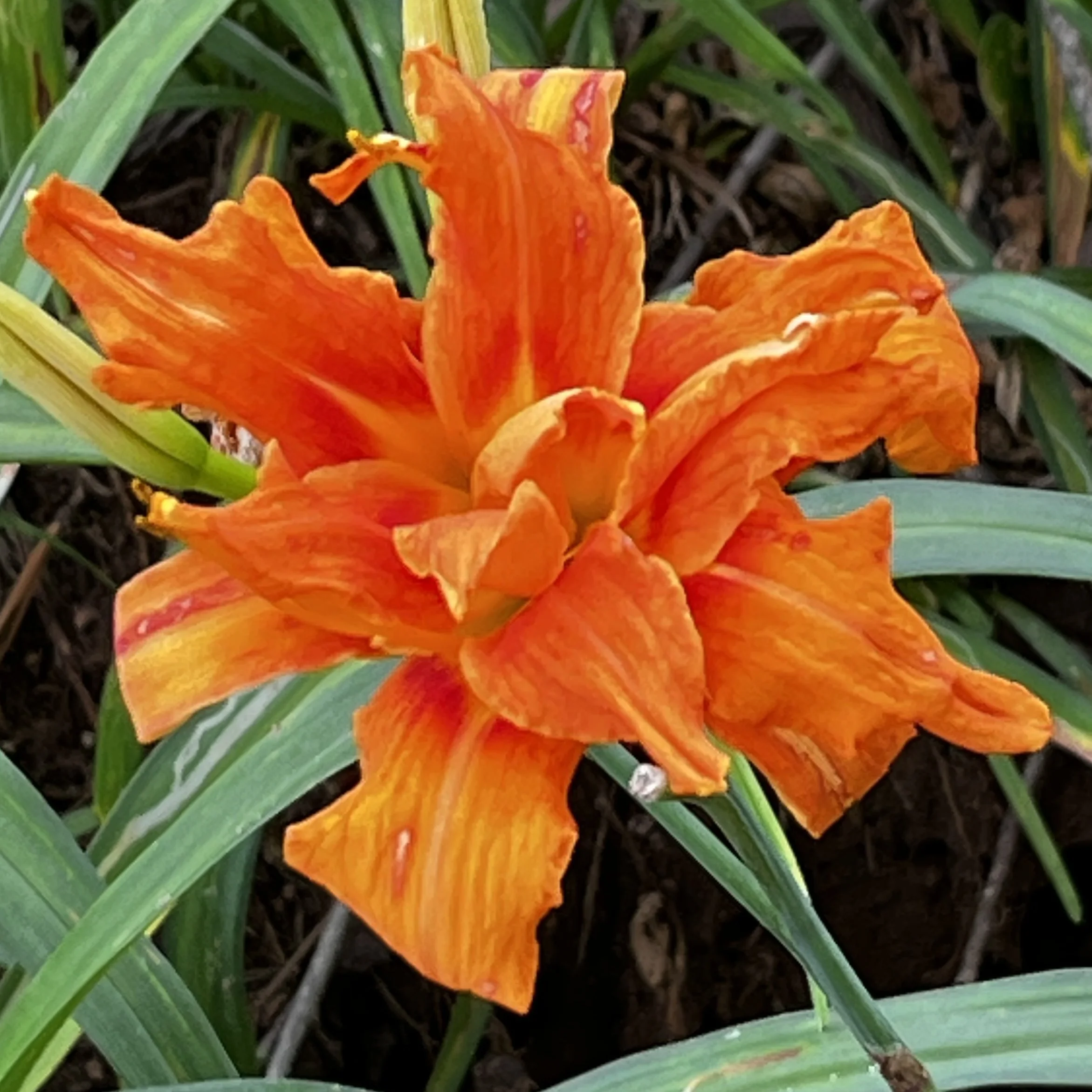Close-up of a bright orange daylily flower with ruffled petals amid green leaves and dark soil.