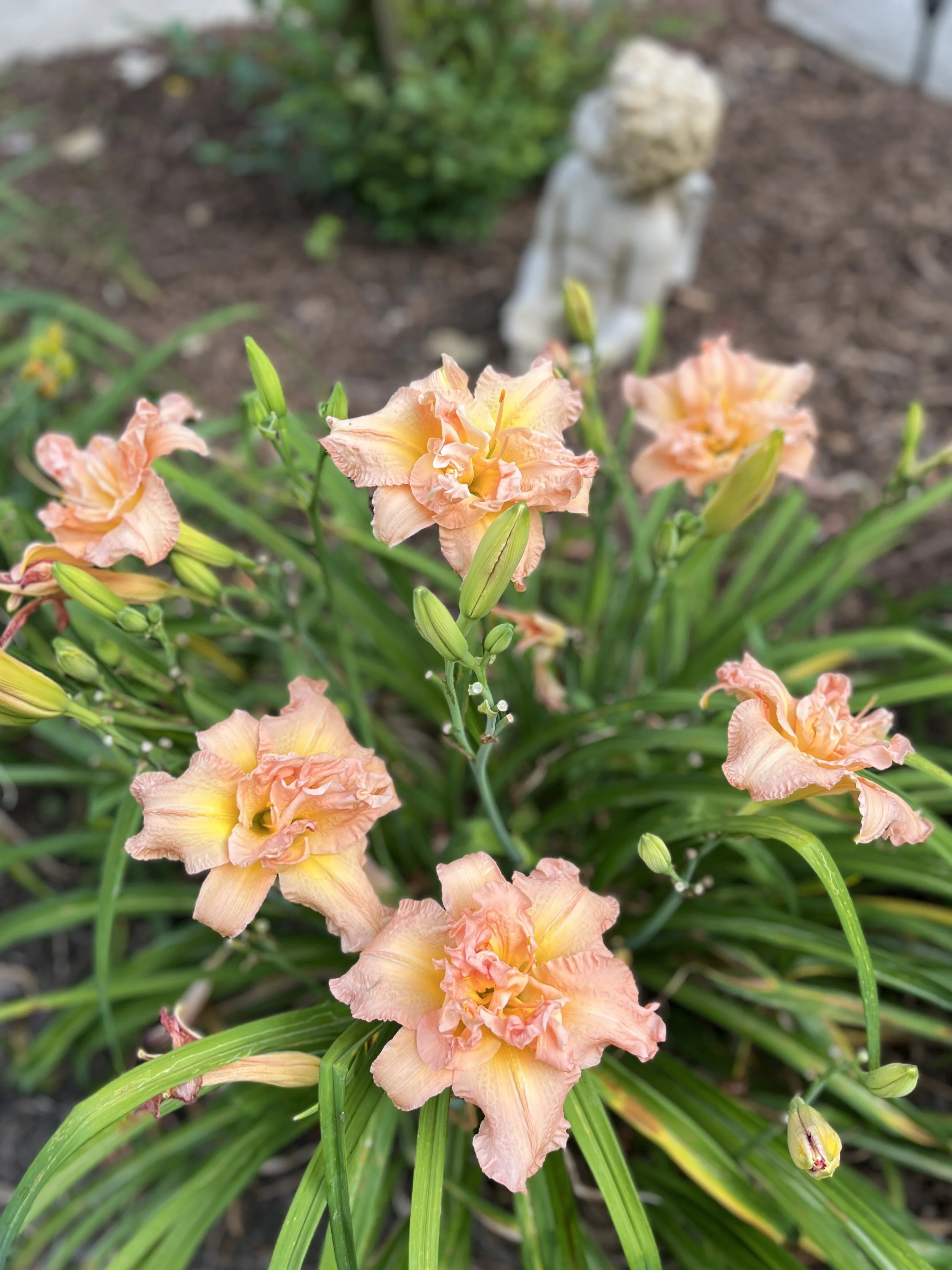 Peach-colored daylilies with ruffled petals in a garden bed.