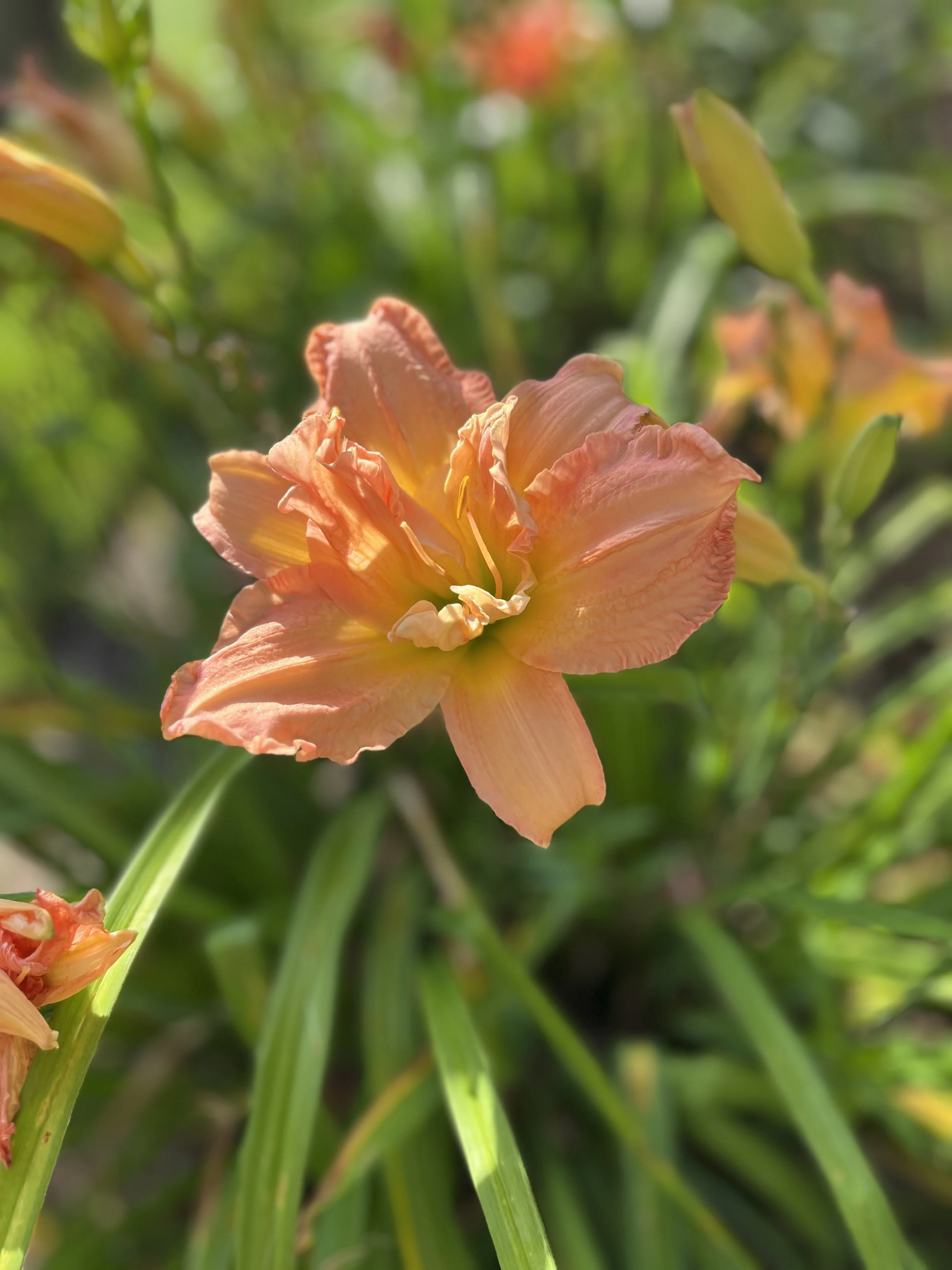 Close-up of a peach-colored daylily flower blooming among green leaves.