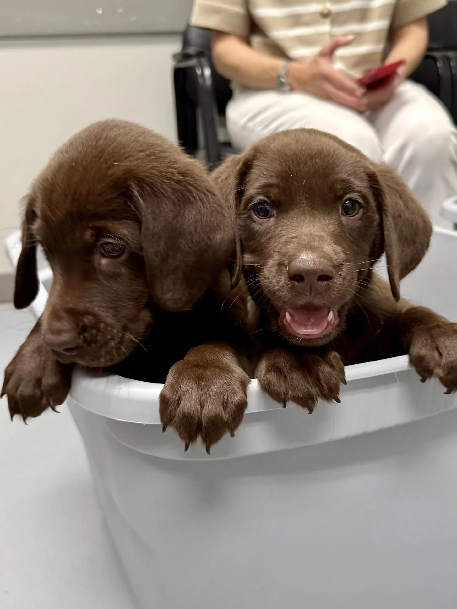 Meet Oliver, the Chocolate Lab puppy