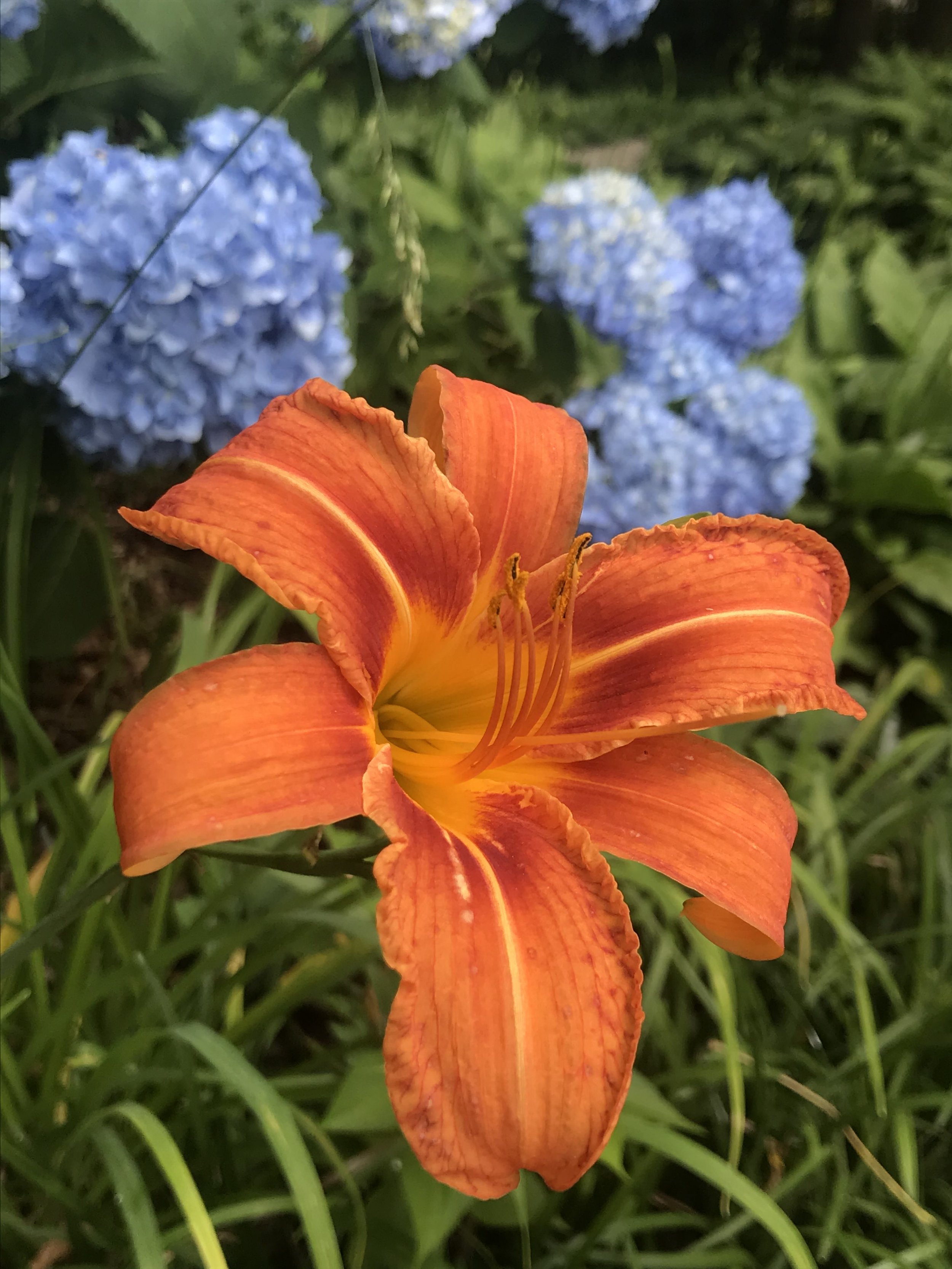 IMG_3403.jpeg