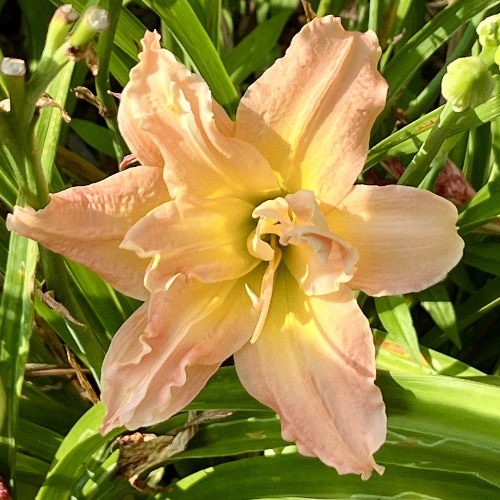 A close-up of a peach-colored flower with ruffled petals surrounded by green leaves.