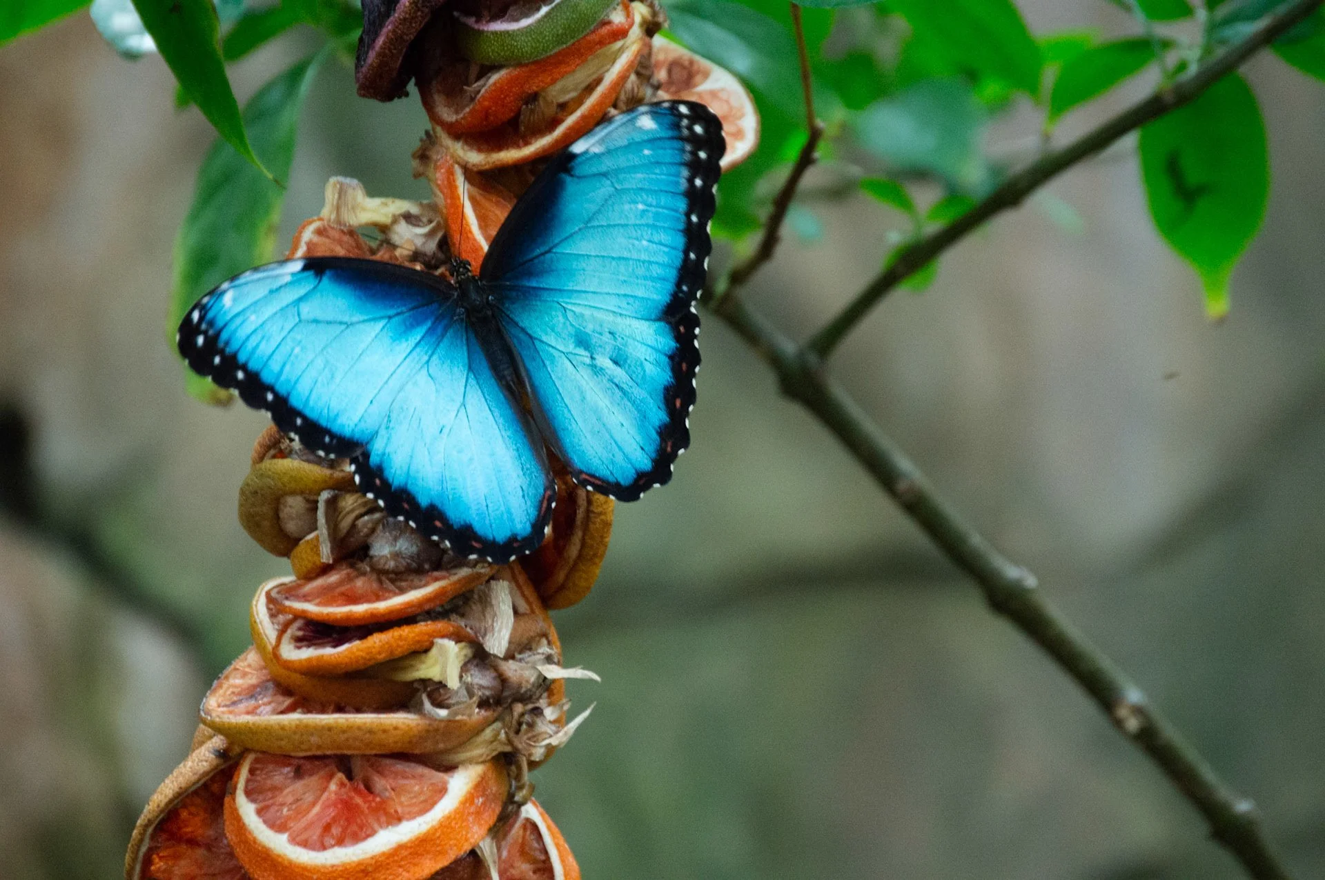 Recipe for a Pollinator Garden