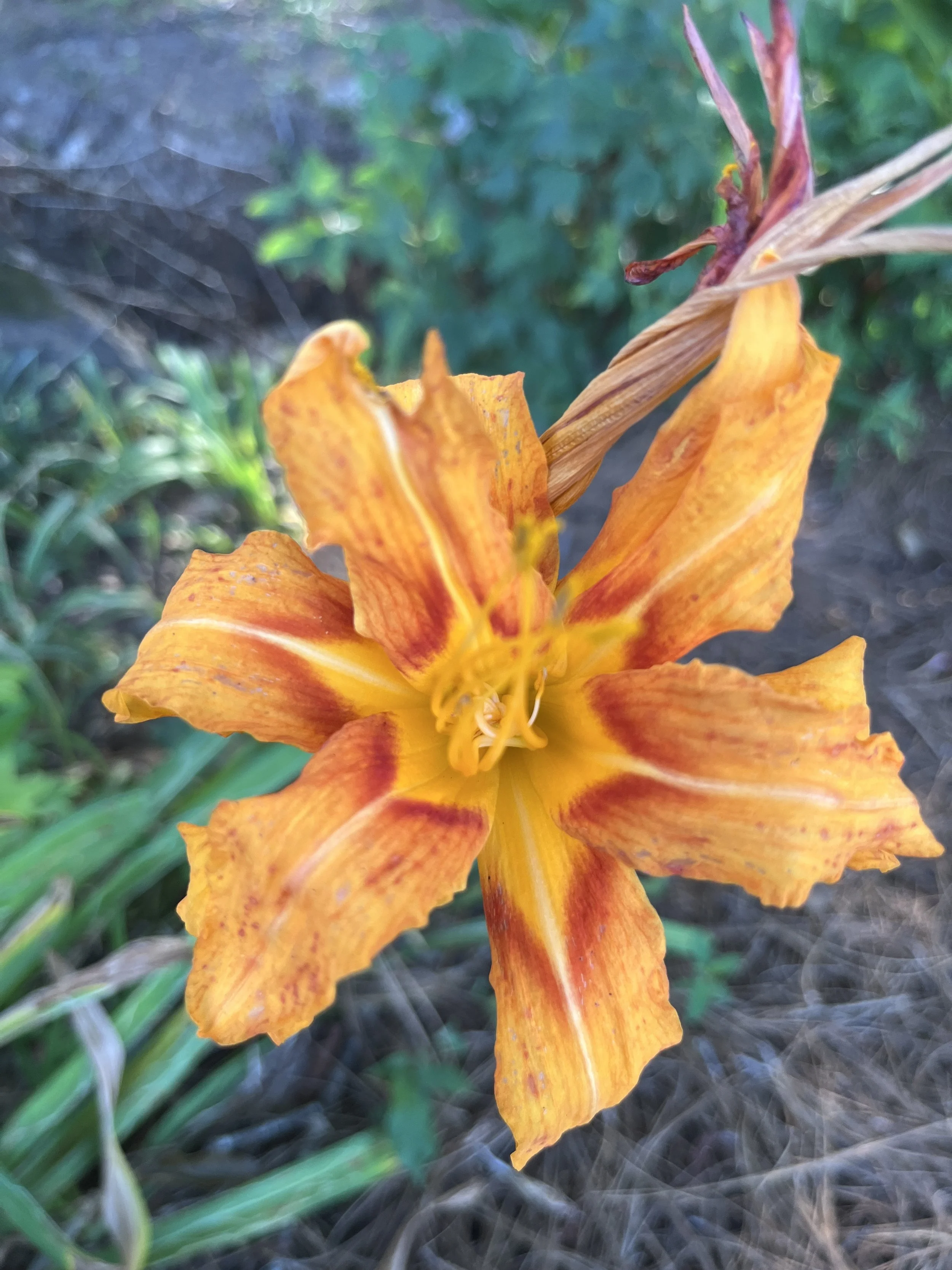 A close-up of an orange and yellow flower with ruffled petals, against a blurred green and dark background.