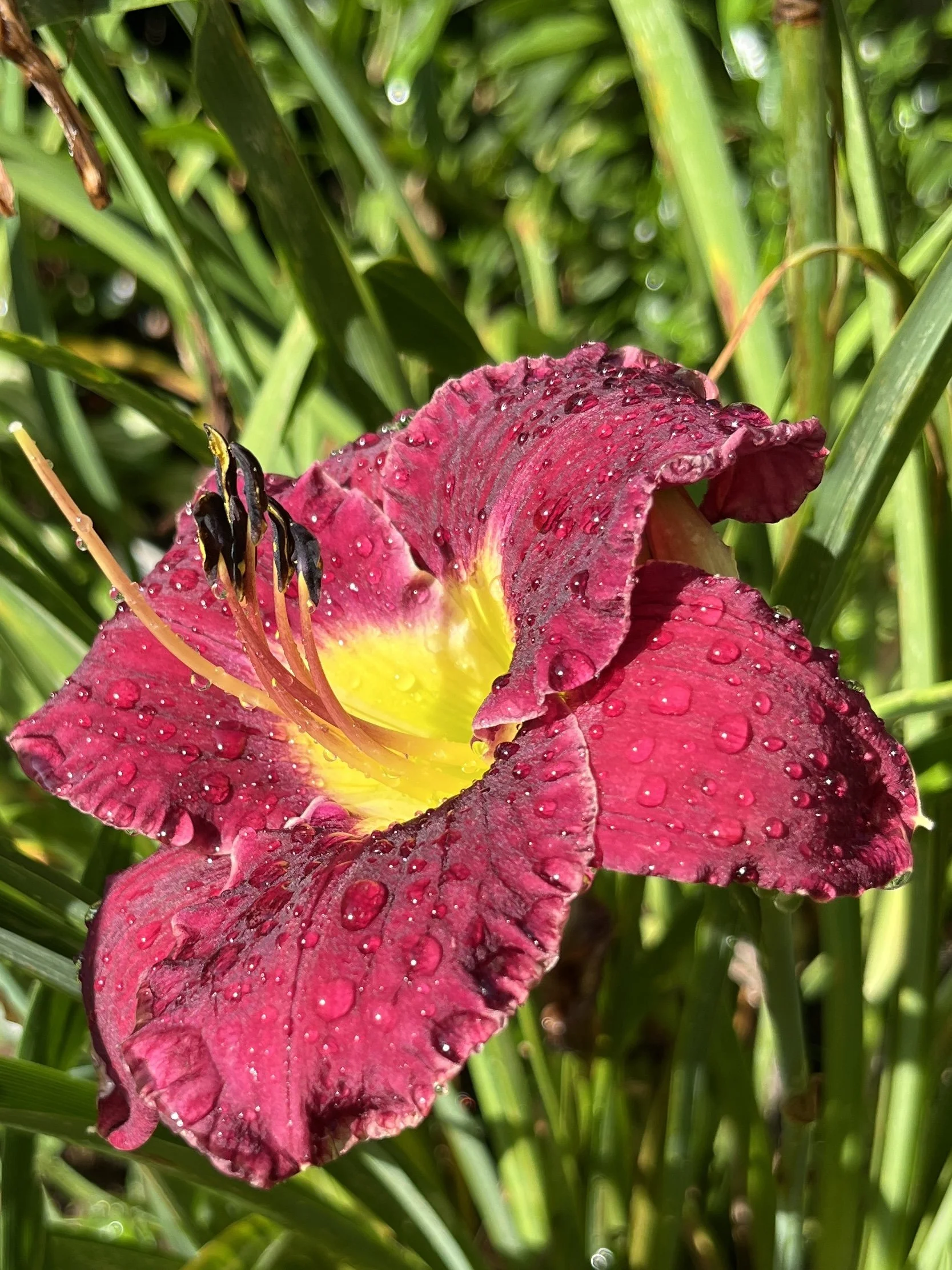 A red and yellow daylily flower with water droplets on its petals, surrounded by green grass.