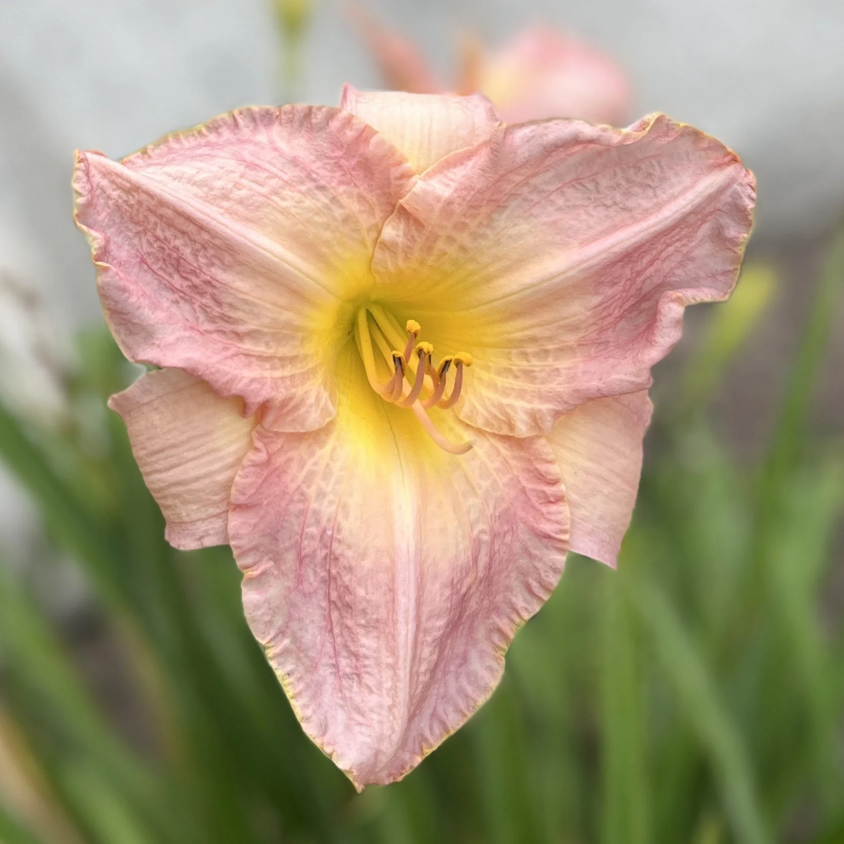 Close-up of a pink and yellow lily flower in bloom, highlighting its petals and reproductive structures.