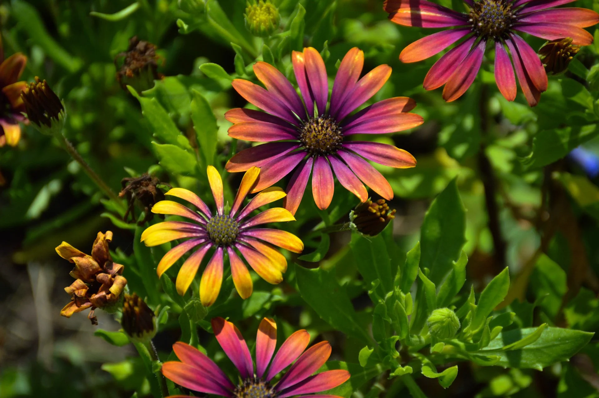 Colorful flowers with pink, orange, and yellow petals surrounded by green leaves.