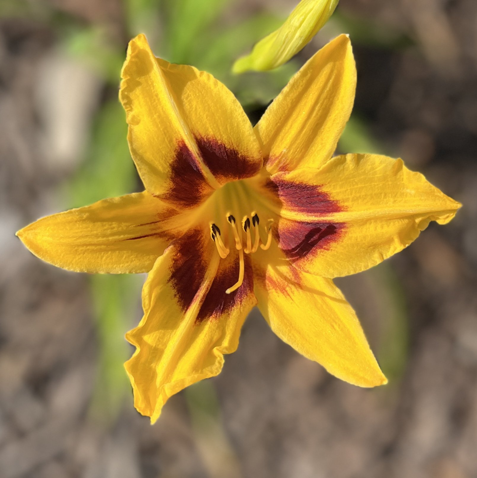 A close-up of a yellow lily flower with red markings near the center, showing its petals, stamens, and pistil.
