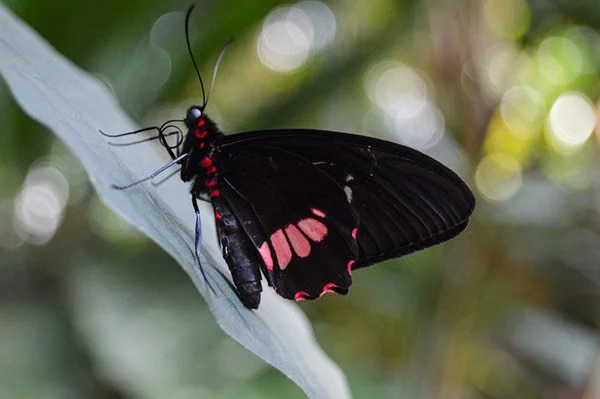 A black butterfly with pink markings perched on a leaf.