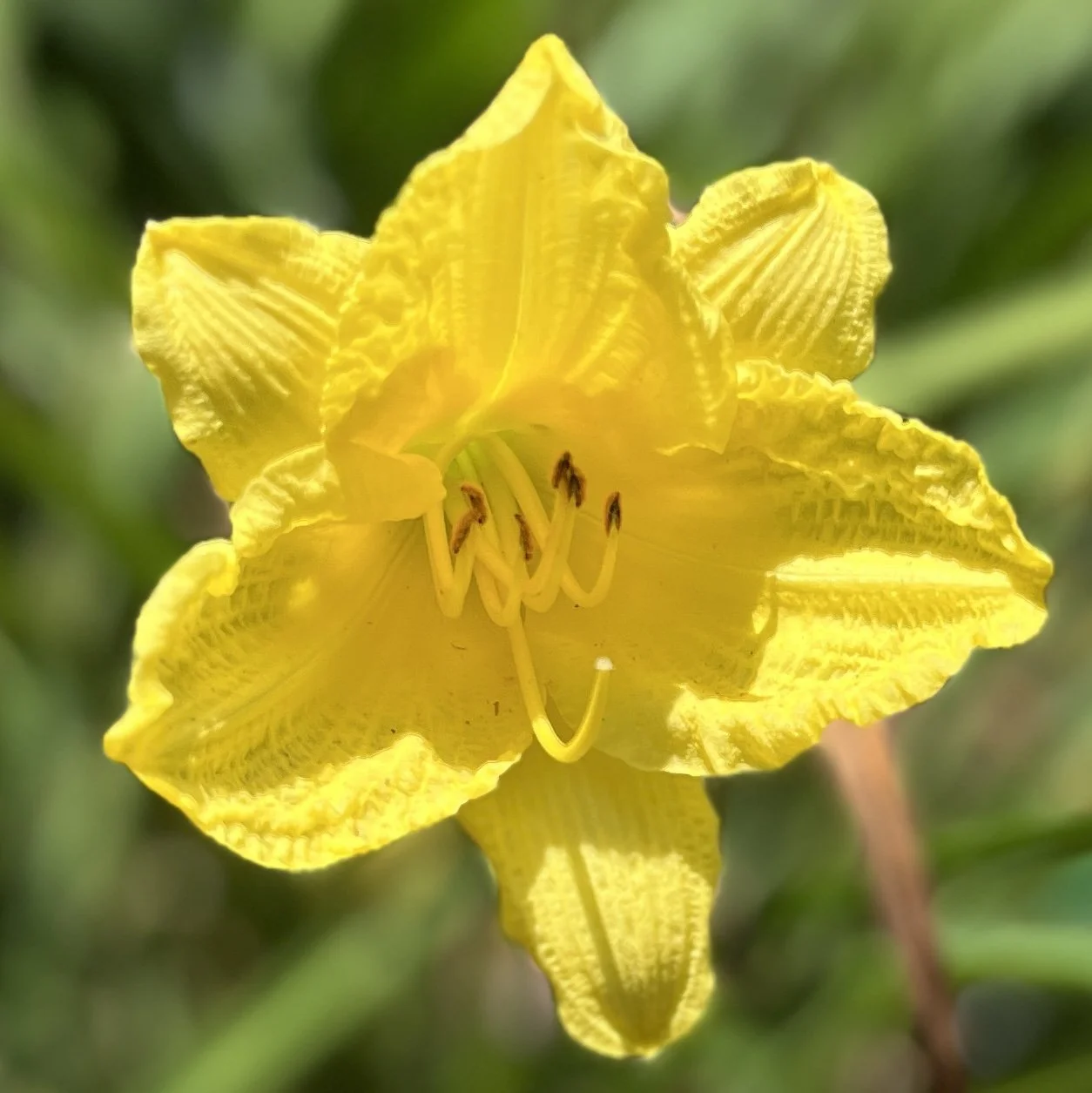 Close-up of a yellow flower with ruffled petals and prominent stamens, with a blurred green background.
