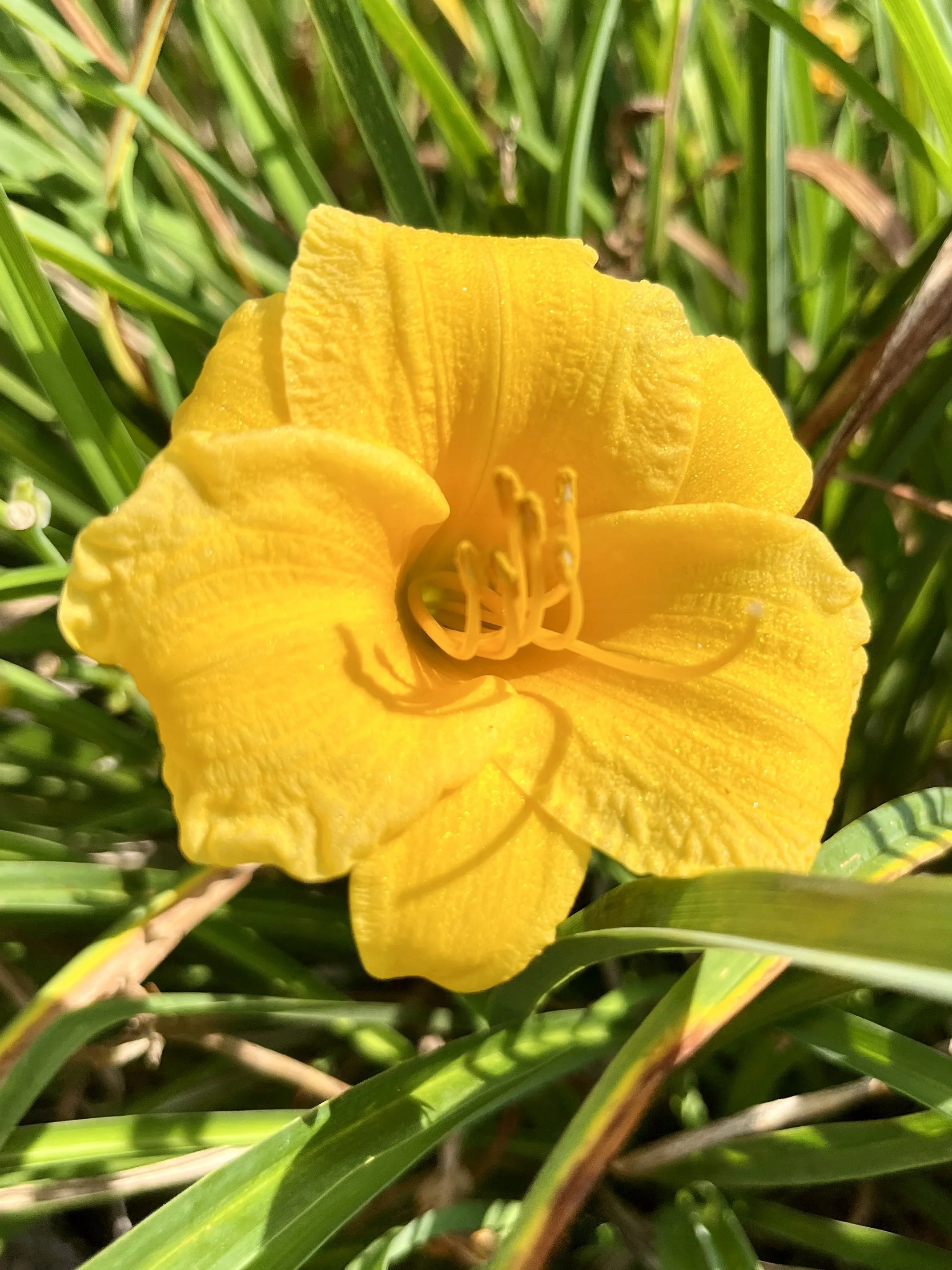 A close-up of a bright yellow lily flower with ruffled petals and visible stamens, surrounded by green leaves and grass.