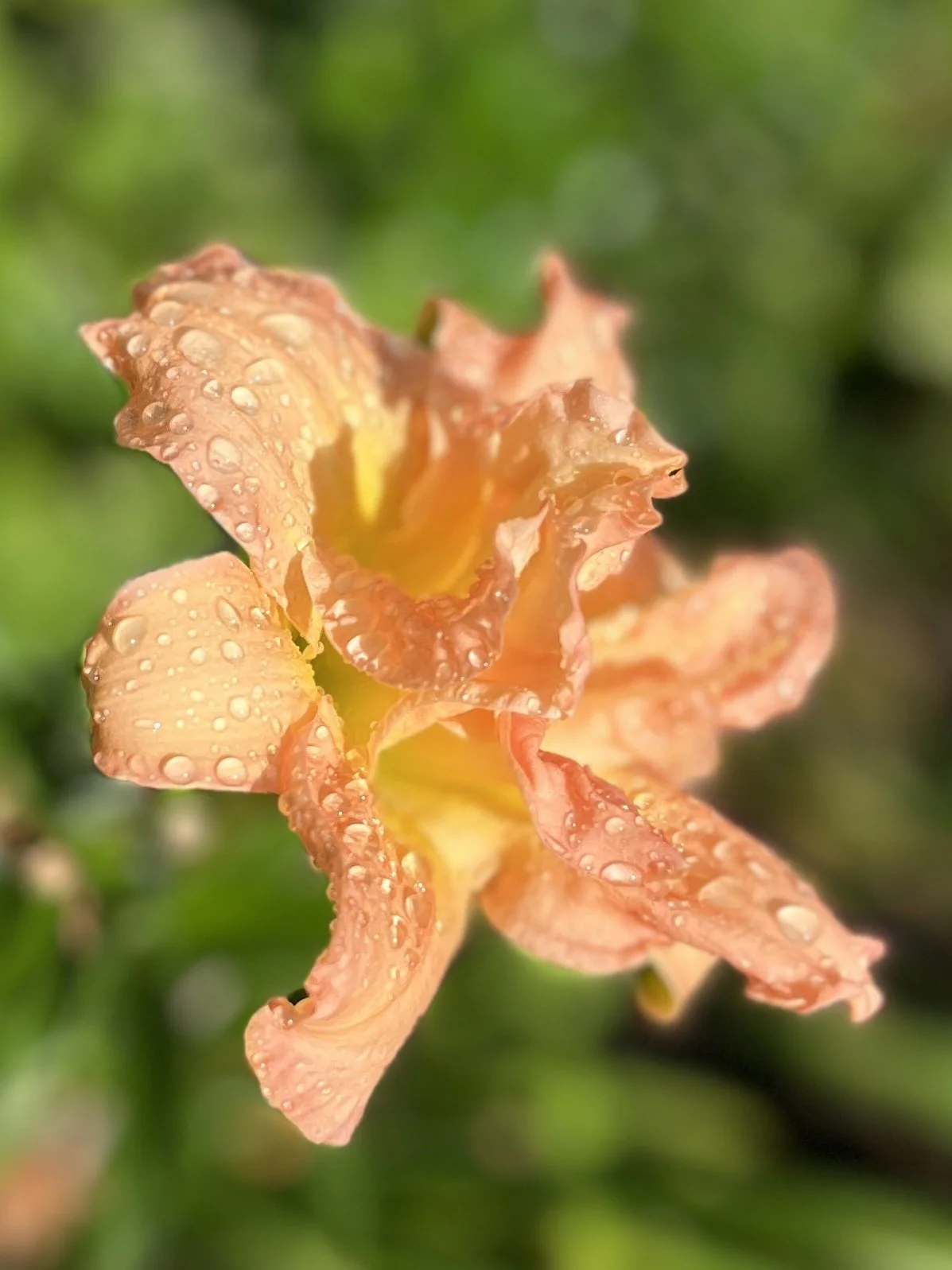 Close-up of a peach-colored flower with water droplets on its petals and a blurred green background.