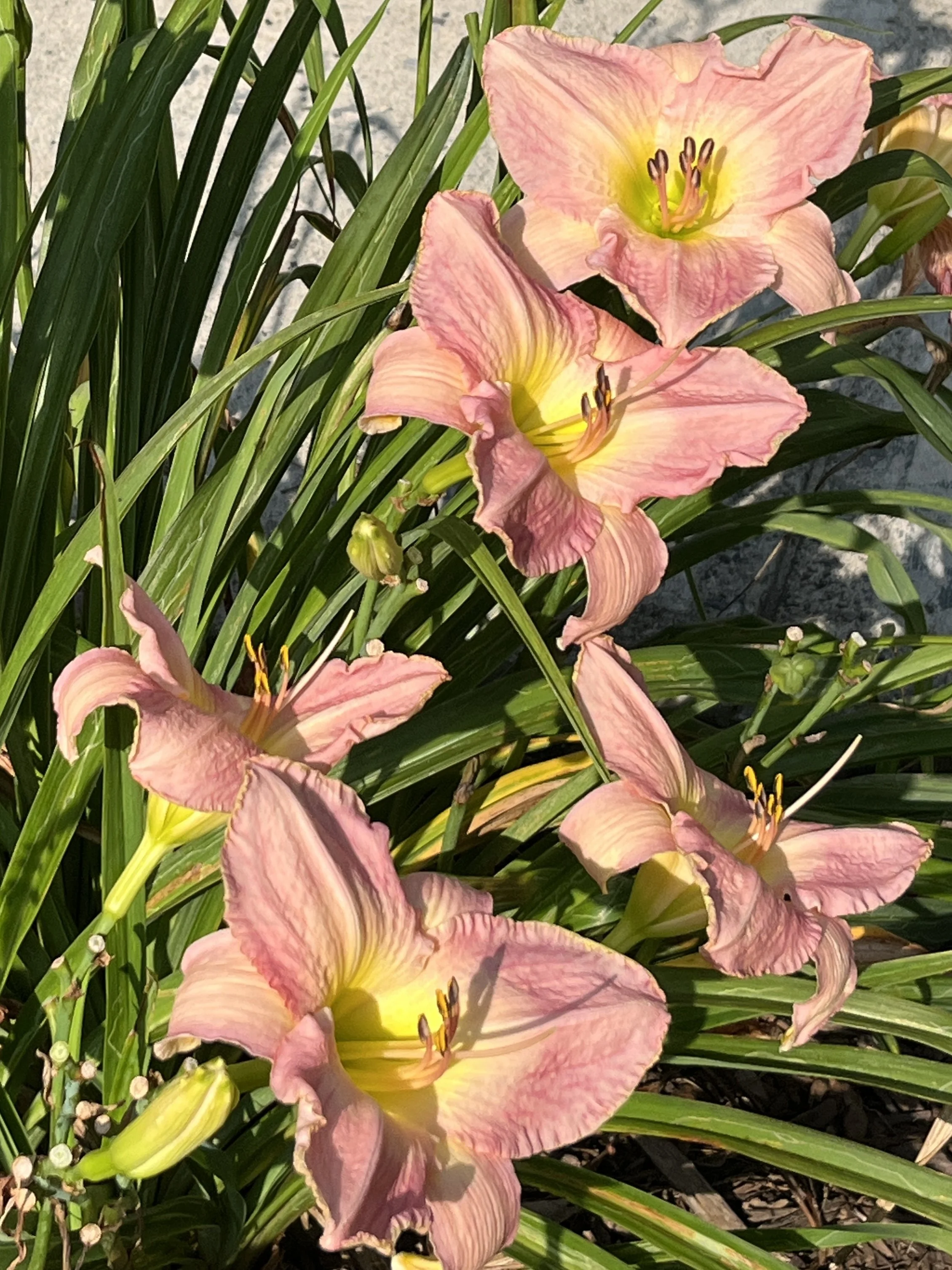 Pink and yellow daylilies blooming among green leaves on a sunny day.