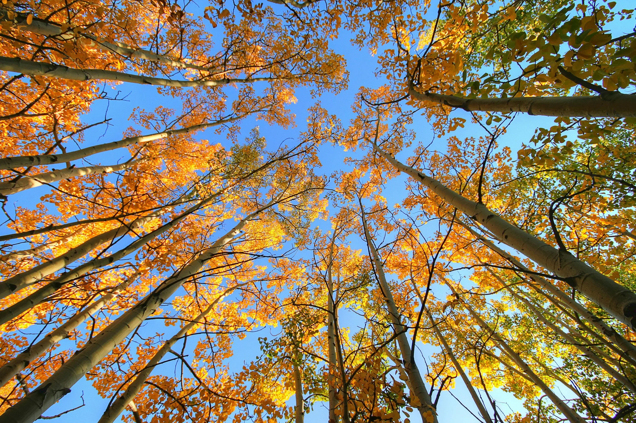 Looking up at a forest of tall trees with orange and yellow fall foliage against a clear blue sky.