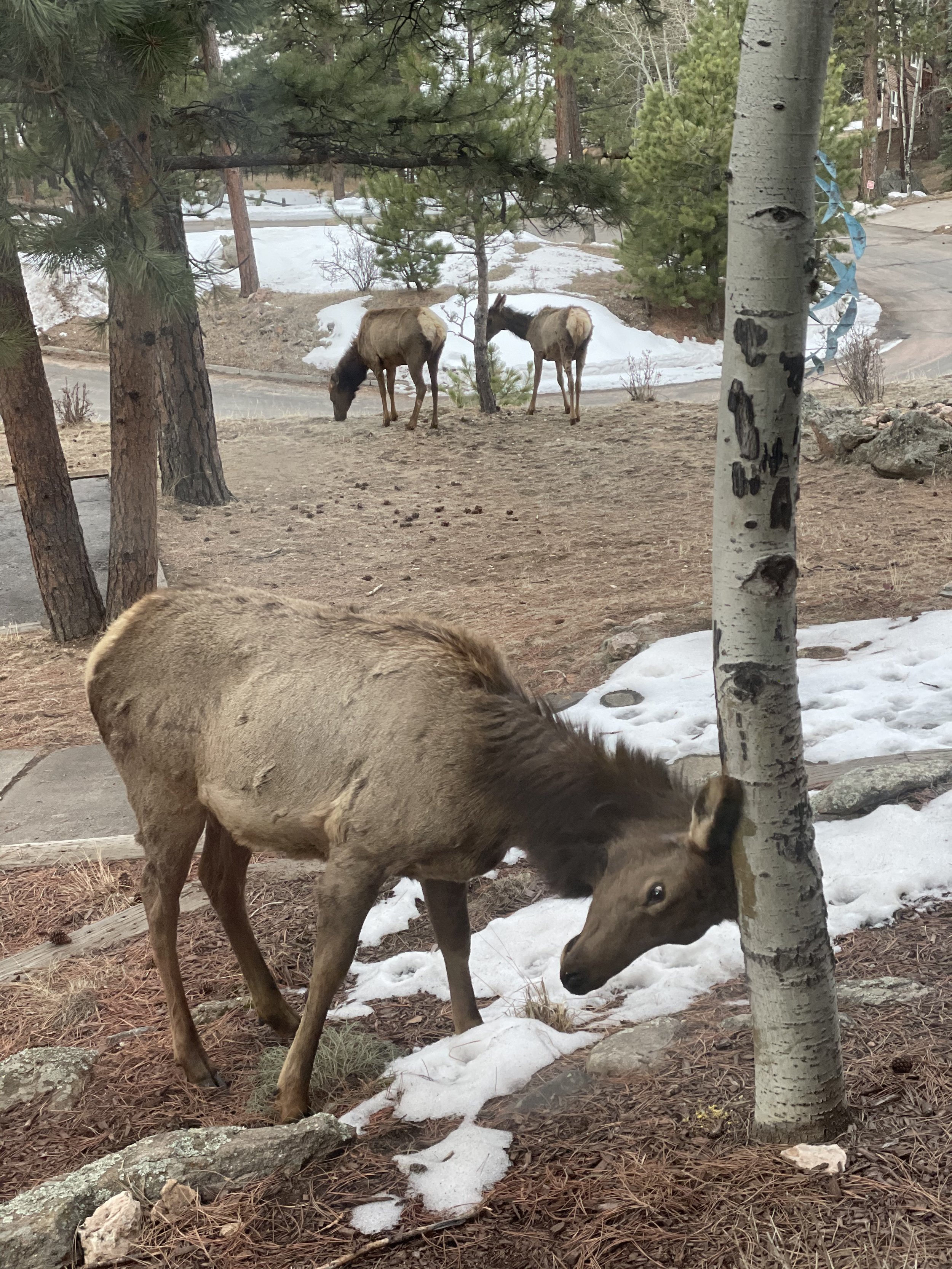 A young elk rubbing its face against a tree in a natural setting with snow patches, pine trees, and two other elk grazing in the background.