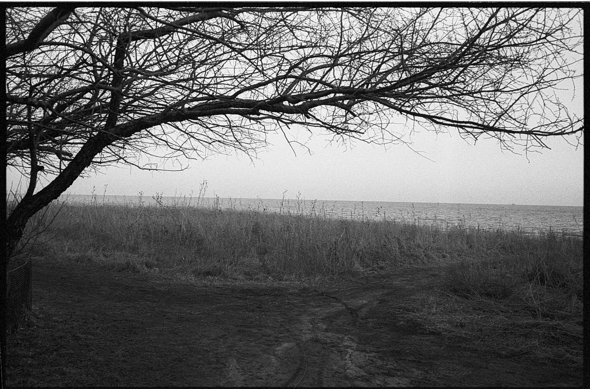 Black and white photo of a leafless tree arching over a dirt path near a body of water, with overgrown grass and bushes in the foreground.