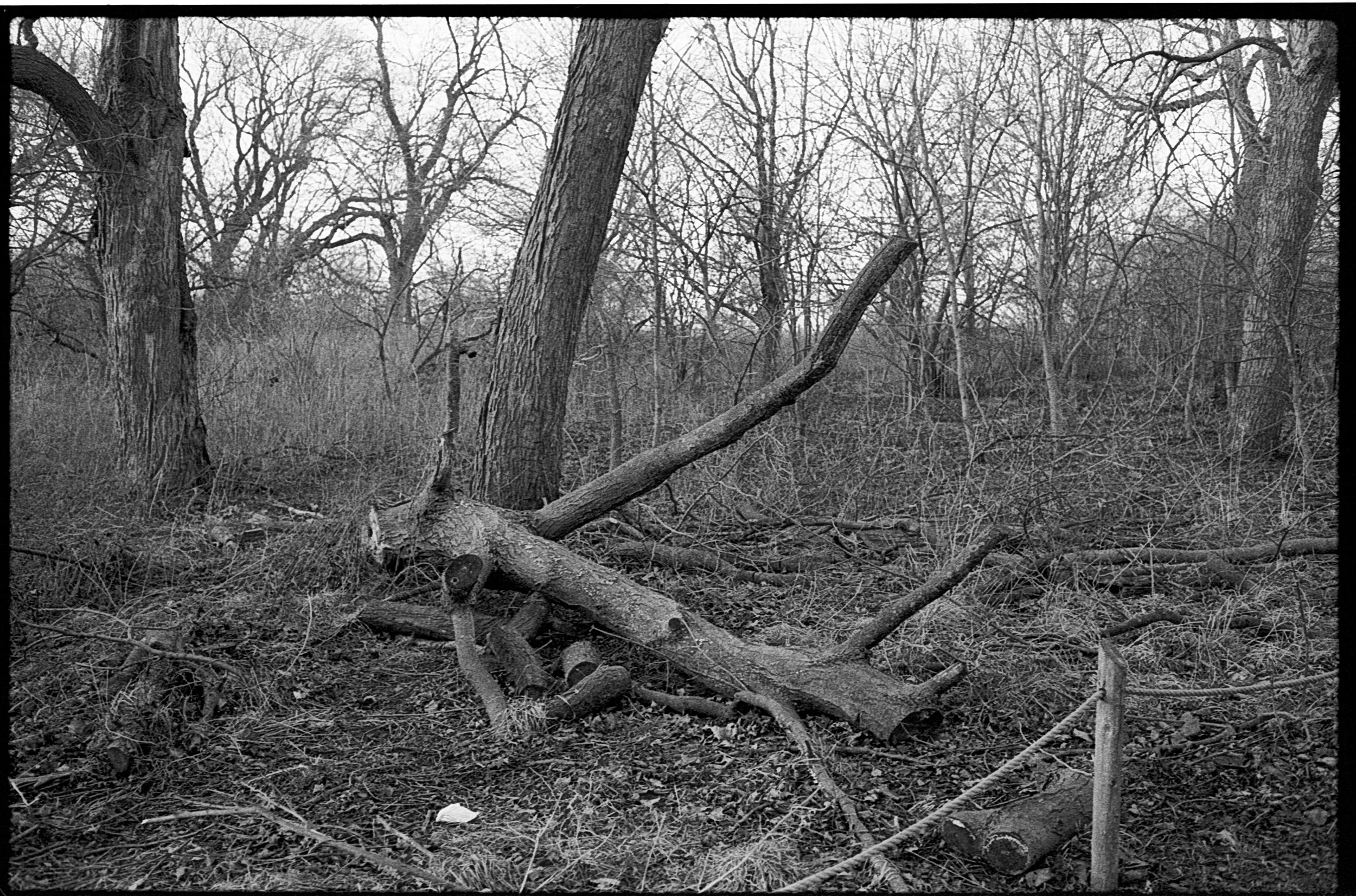 A black and white photo of a fallen tree in a wooded area with bare trees in the background, surrounded by branches and twigs.
