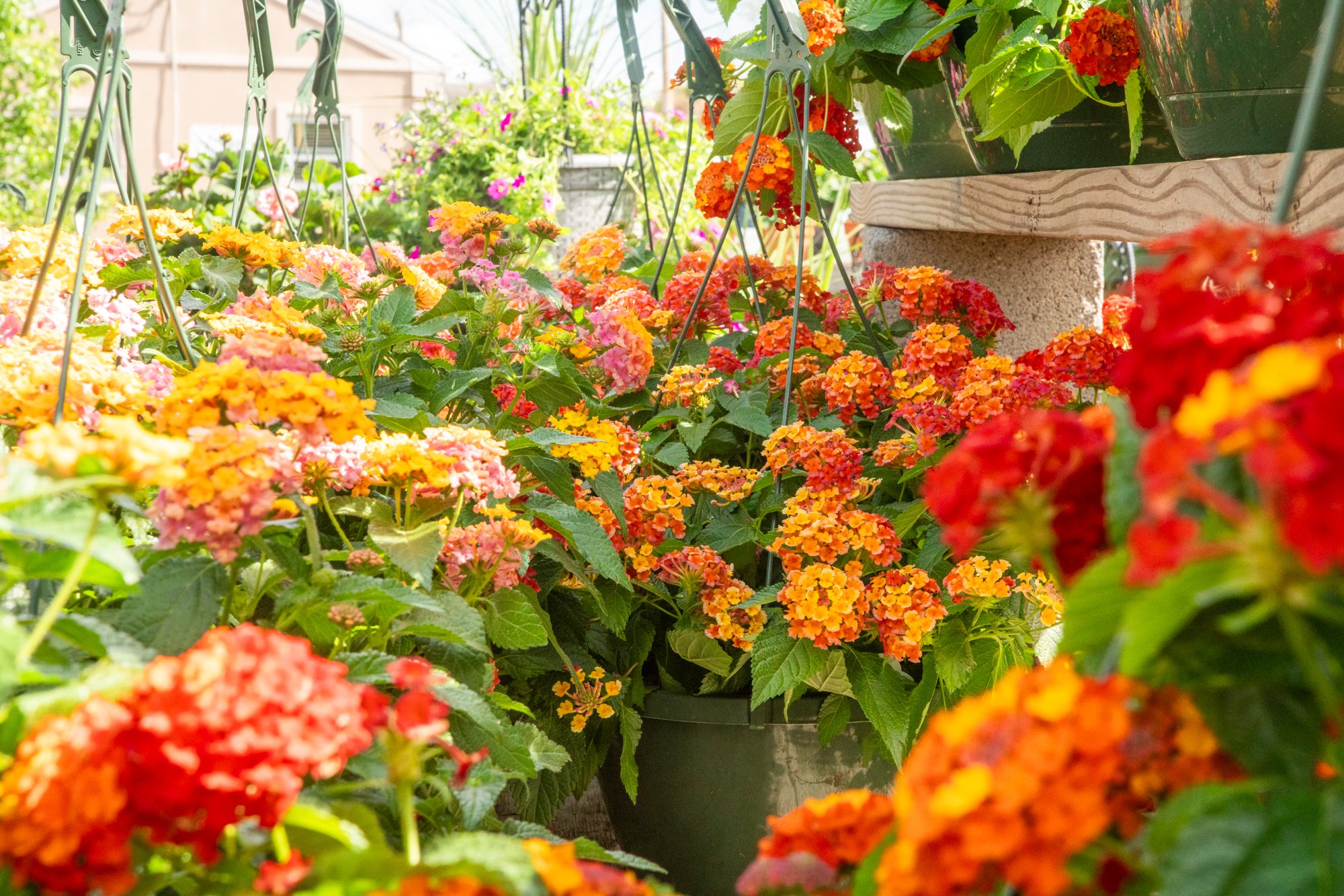 Brightly colored lantana flowers in a garden setting with hanging baskets and lush greenery.