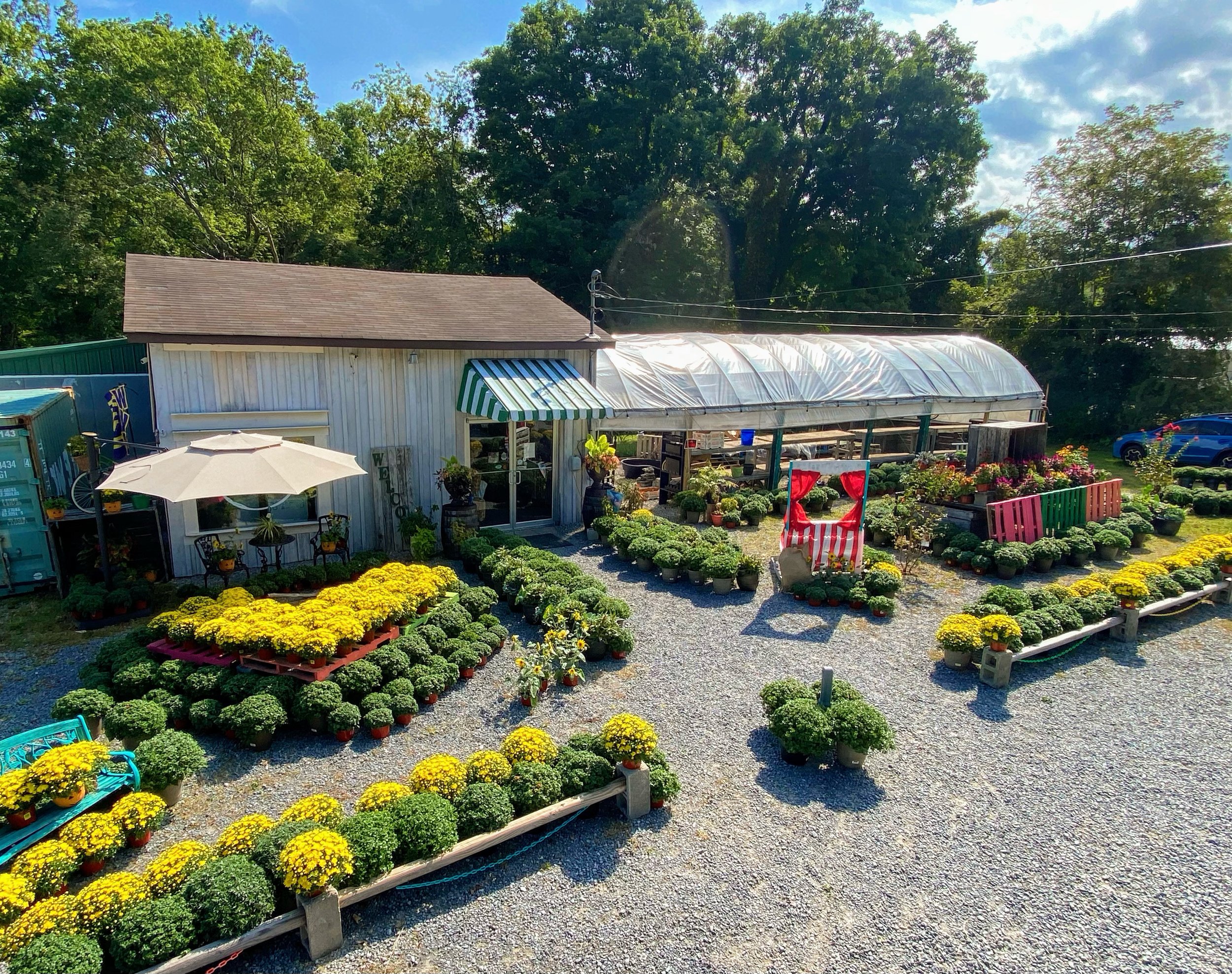 Outdoor flower nursery with potted plants, a wooden building with a striped awning, and a covered greenhouse. Yellow flowers are prominently displayed, surrounded by greenery. Gravel paths and decorative elements such as an umbrella and colorful pall