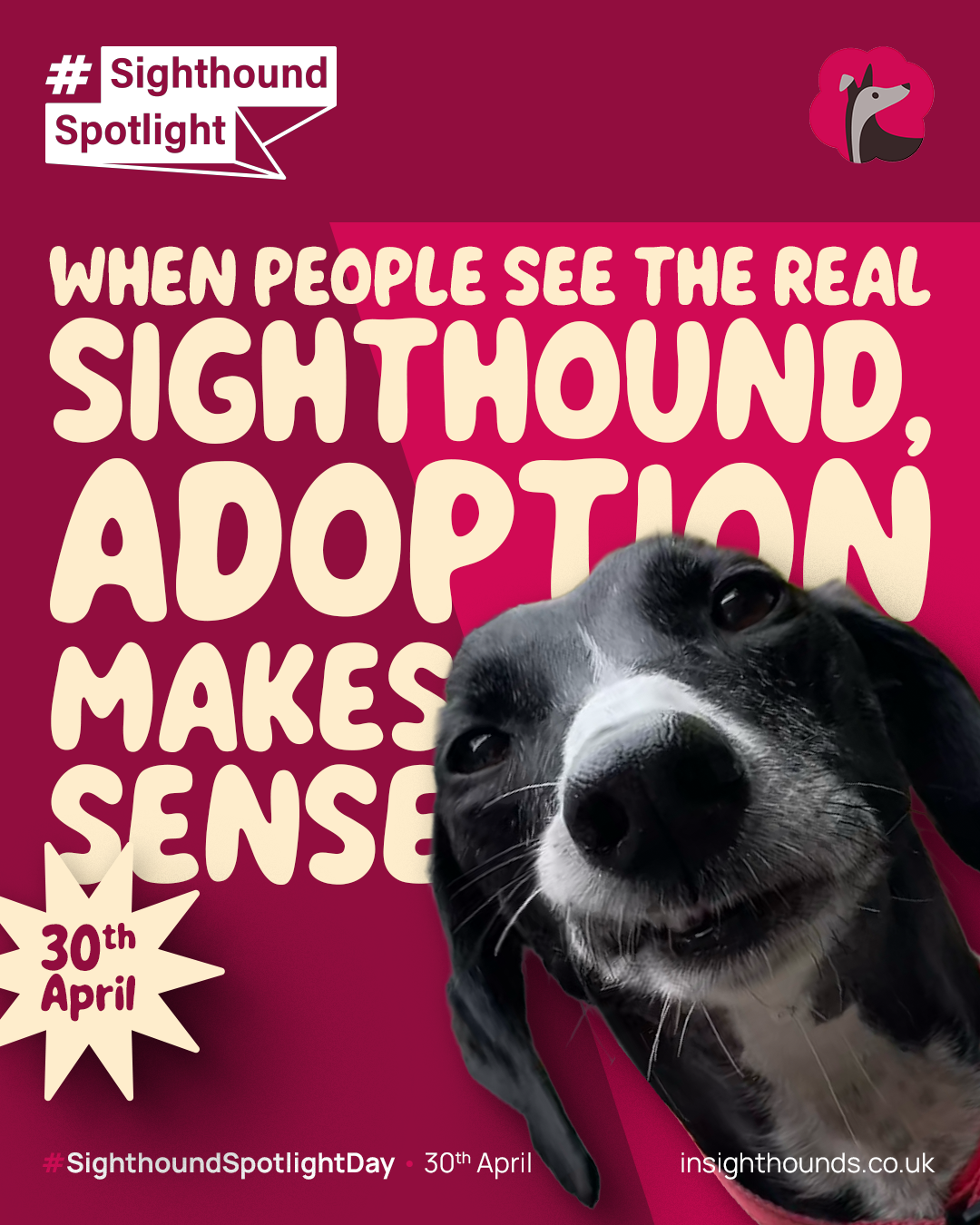 Promotional poster for Sighthound Spotlight Day on April 30th, highlighting that seeing the real sight hound makes adoption meaningful, featuring a smiling black and white dog with a pink background and a small logo of a dog silhouette in the top rig