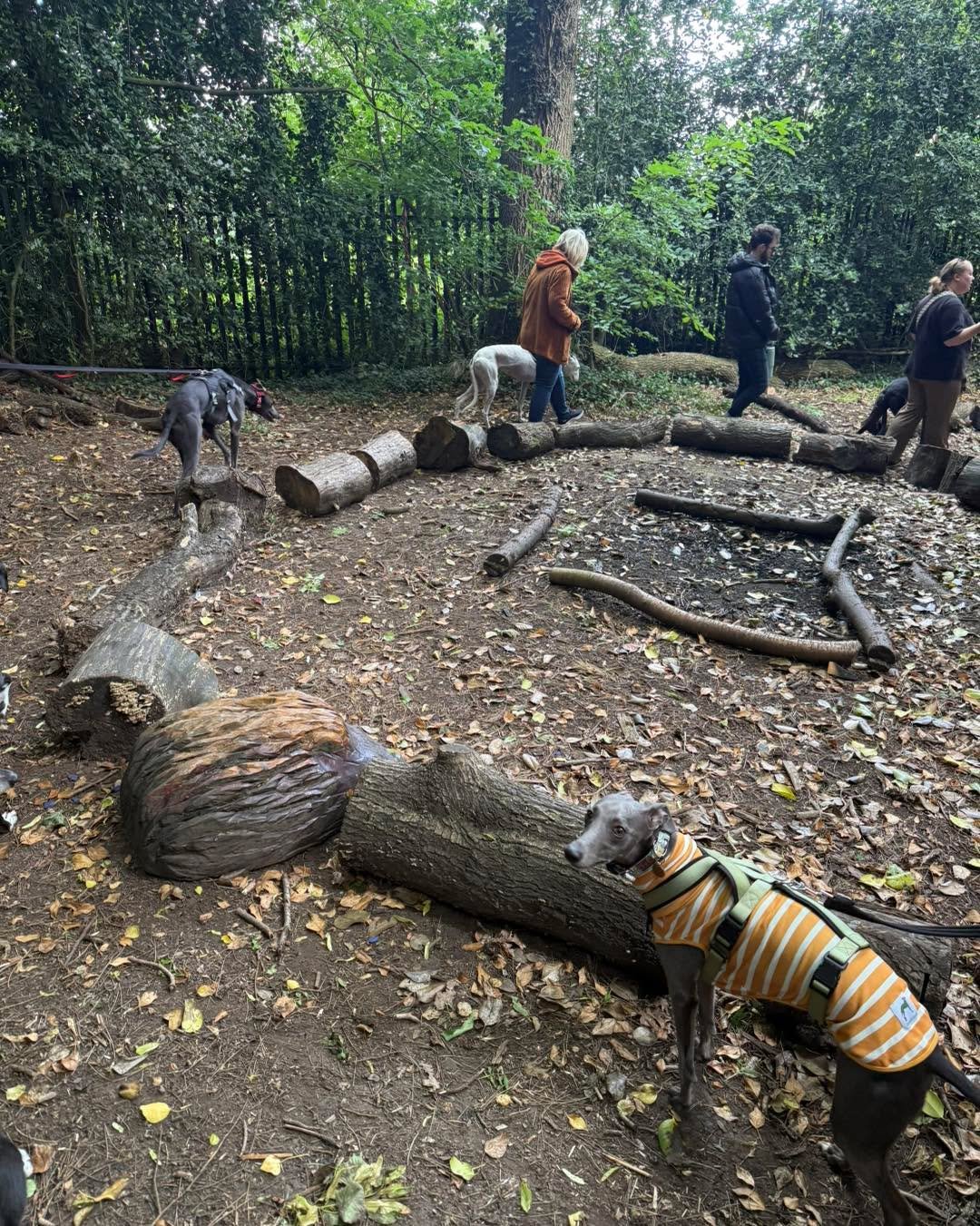🌳 🐾 Thanks so much to everyone who joined us at @castlebromwichhallgardens today for our Social Walk! 

It was so lovely to see you all &ndash; and the weather stayed dry, which is always a win!

A special thank you to Imogen and Tony for walking I