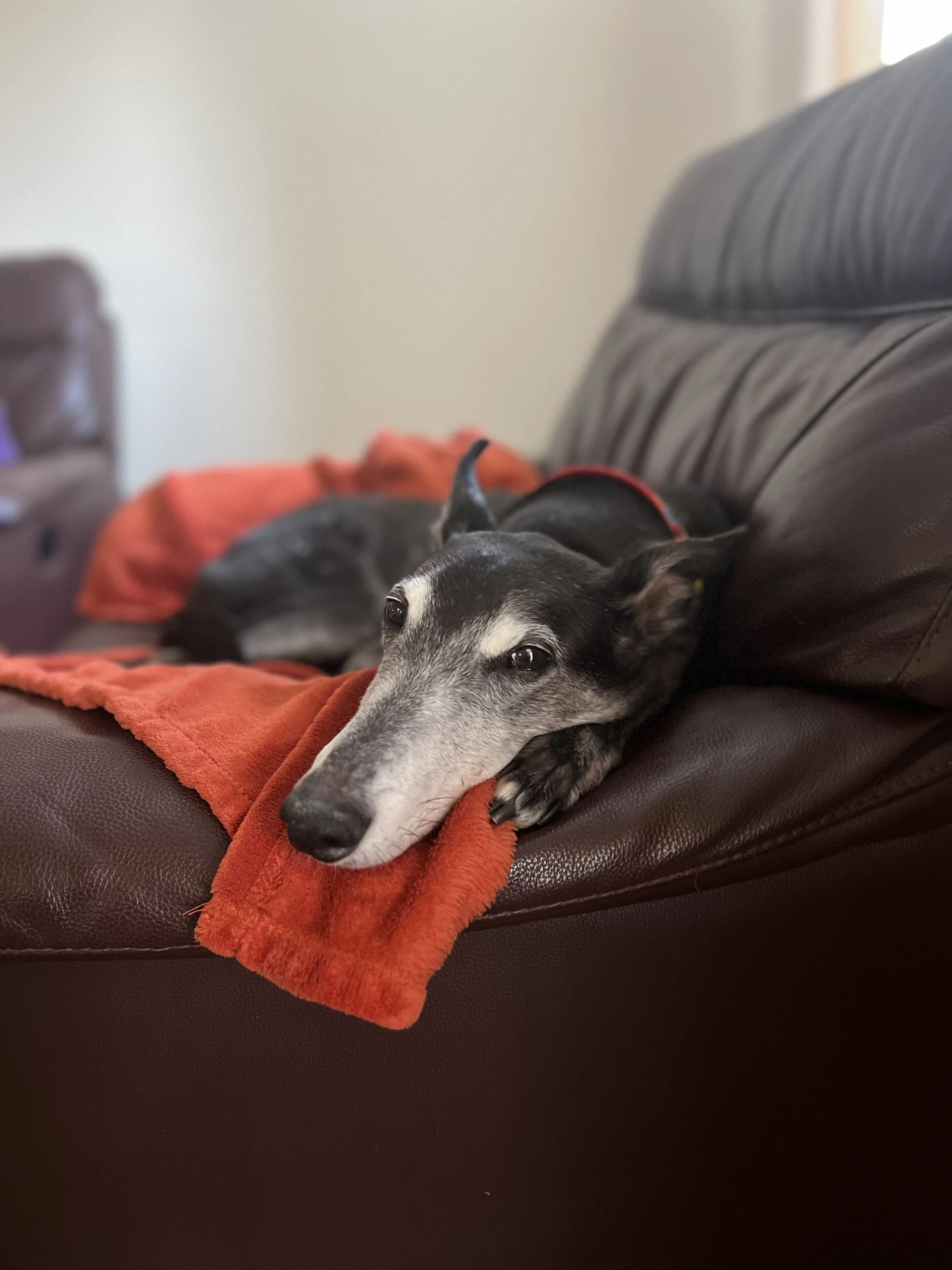 Dominance Theory in Dog Training: Why It’s Outdated (and What Really Matters for Sighthounds)