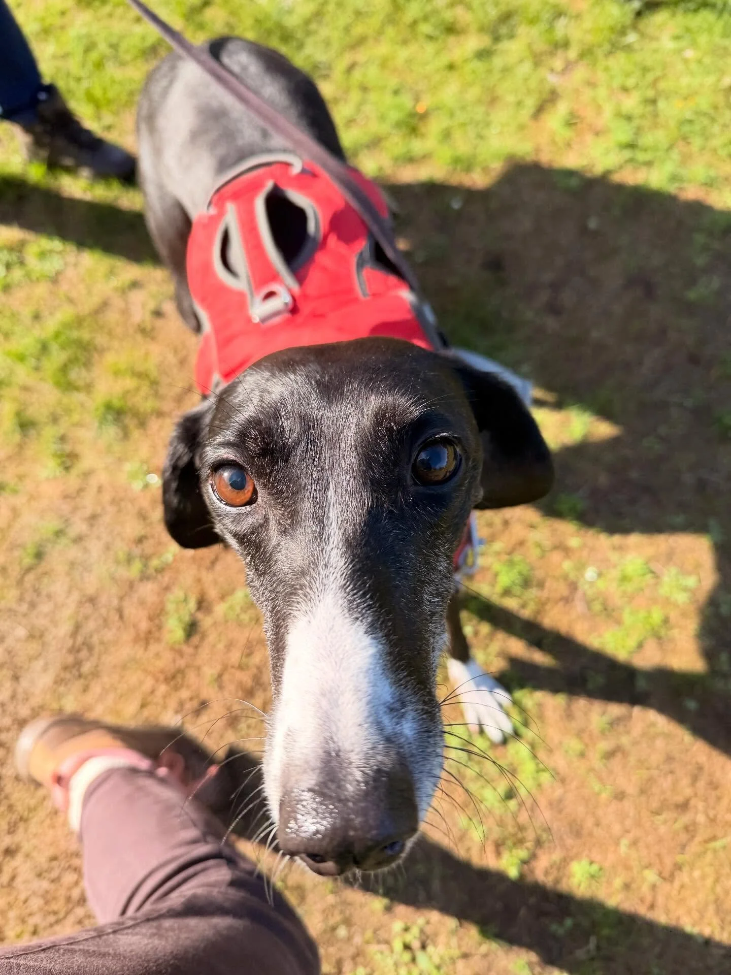 Happy Birthday Paddy! 🎉

This boy started out so unsure of the world, but thanks to Lynda we are seeing such a wonderful change. 

Their relationship is really beautiful, and with his fabulous friends Baby and Jimmy by his side, the three of them to