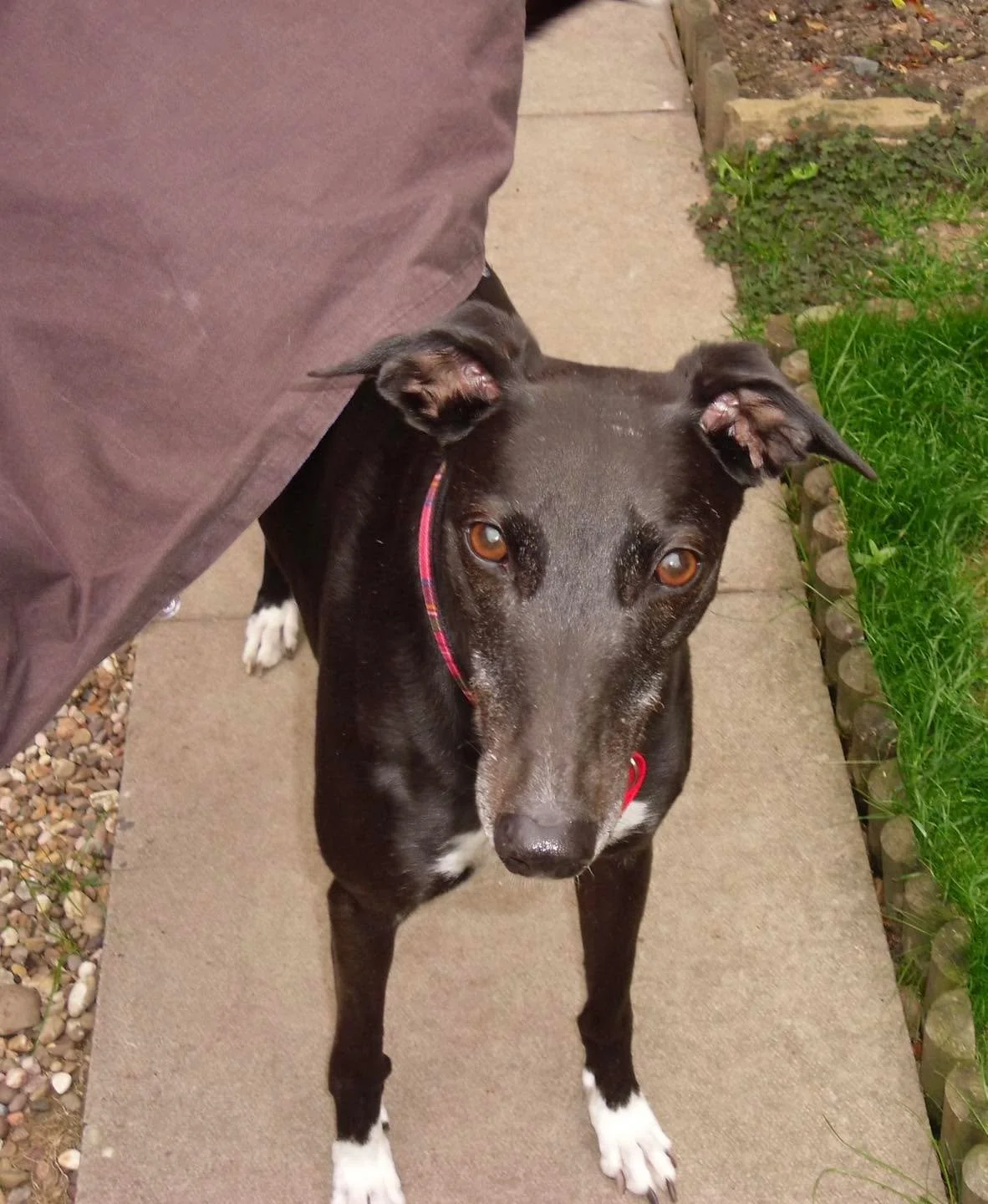 Today is National Black Dog Day 🖤

It&rsquo;s all about celebrating those beautiful black dogs who are often overlooked in rescue and rehoming centres. Sadly, darker-coloured dogs can sometimes take longer to find homes.

We&rsquo;ve had six black g