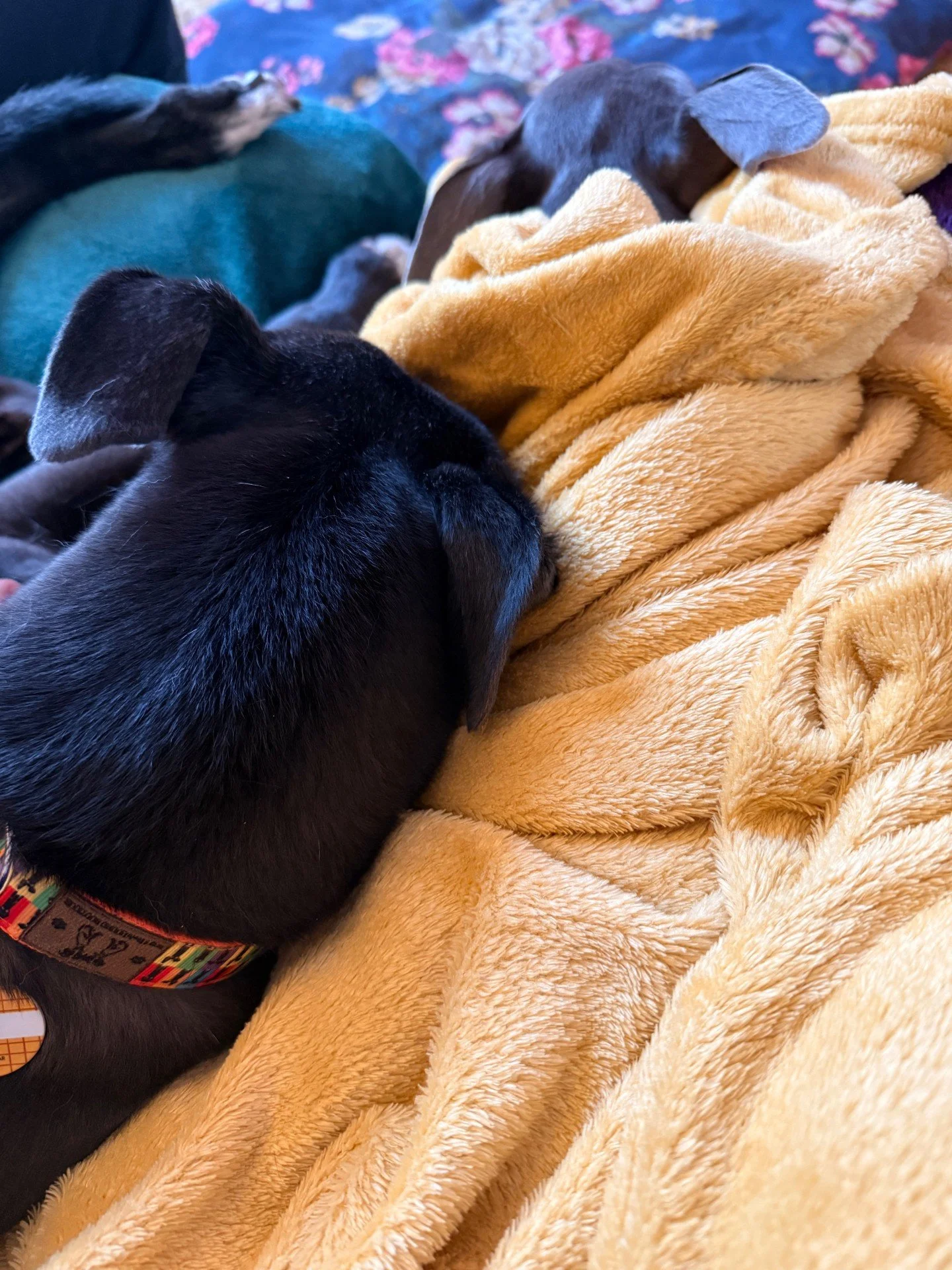 Thank you to everyone who joined us for the social walk at @castlebromwichhallgardens today. It was so lovely to see you all.
I completely forgot to take any photos, so instead here are Izzy and Freddie fast asleep afterwards!