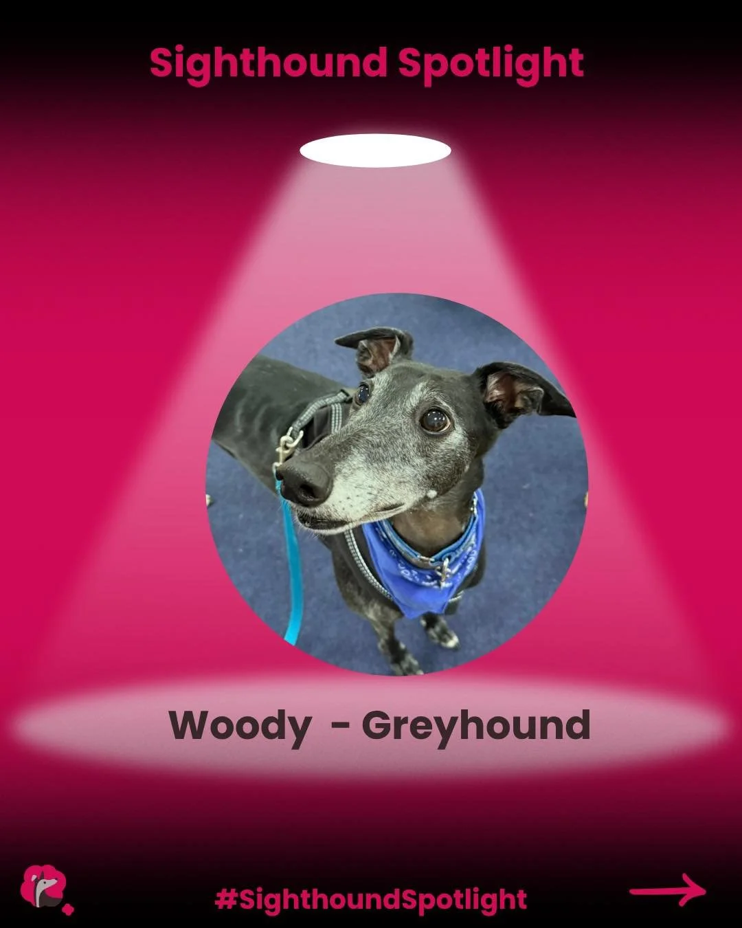 This weeks Sighthound Spotlight is the wonderful Woody! 
#sighthoundspotlight #exracinggreyhound #petgreyhound