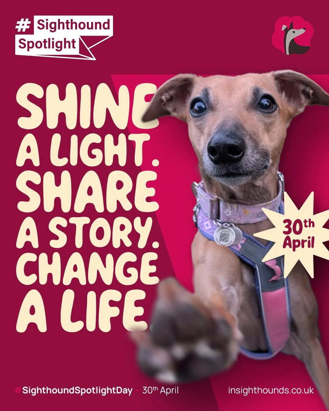 Sighthounds have shaped my life in ways I never expected, and I know I’m not alone in that! 
They’re one of the most misunderstood groups of dogs, and one of the groups most in need of understanding, with thousands looking for homes ever