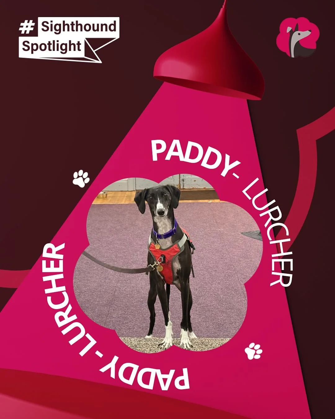 The wonderful Paddy is our Sighthound in the Spotlight today. 

Can you relate to any of these? 

#sighthoundspotlight #lurcher
