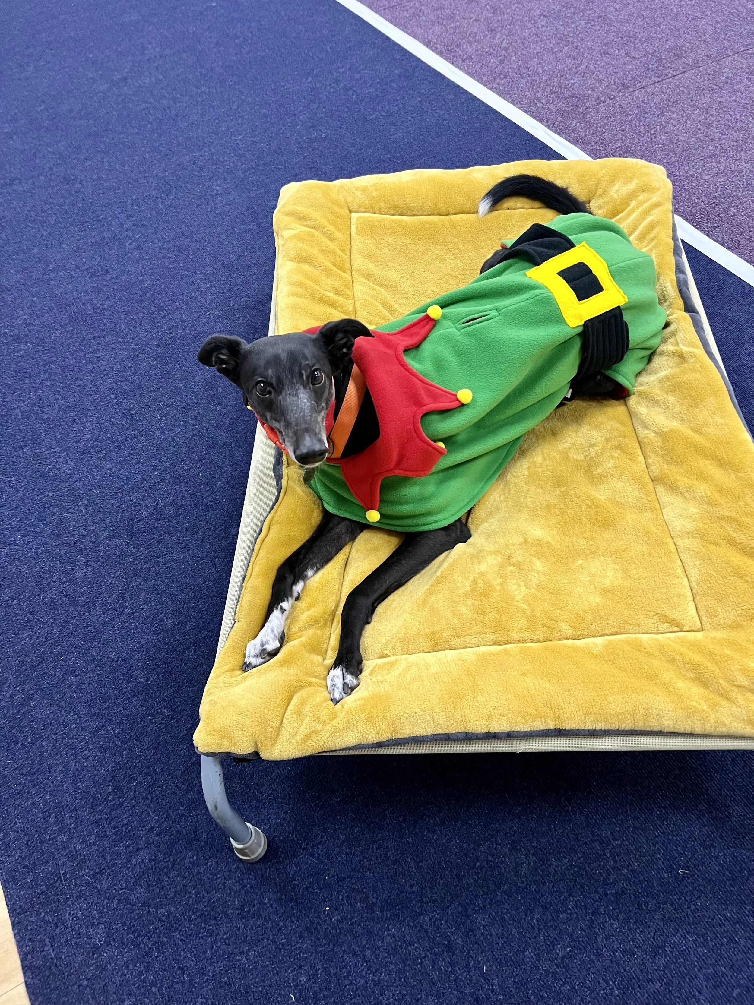 Keeping your Greyhounds, Whippets, Lurchers, Salukis, Galgos and Sighthounds Happy Over Christmas