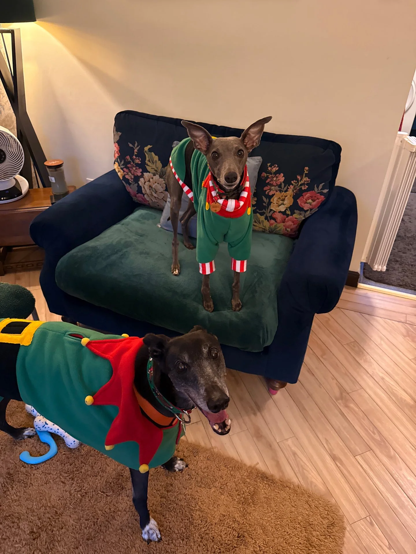 🎄Merry Christmas 🎄

Wishing you and your hounds a wonderful day! 

Clare, Izzy and Freddie 🩷