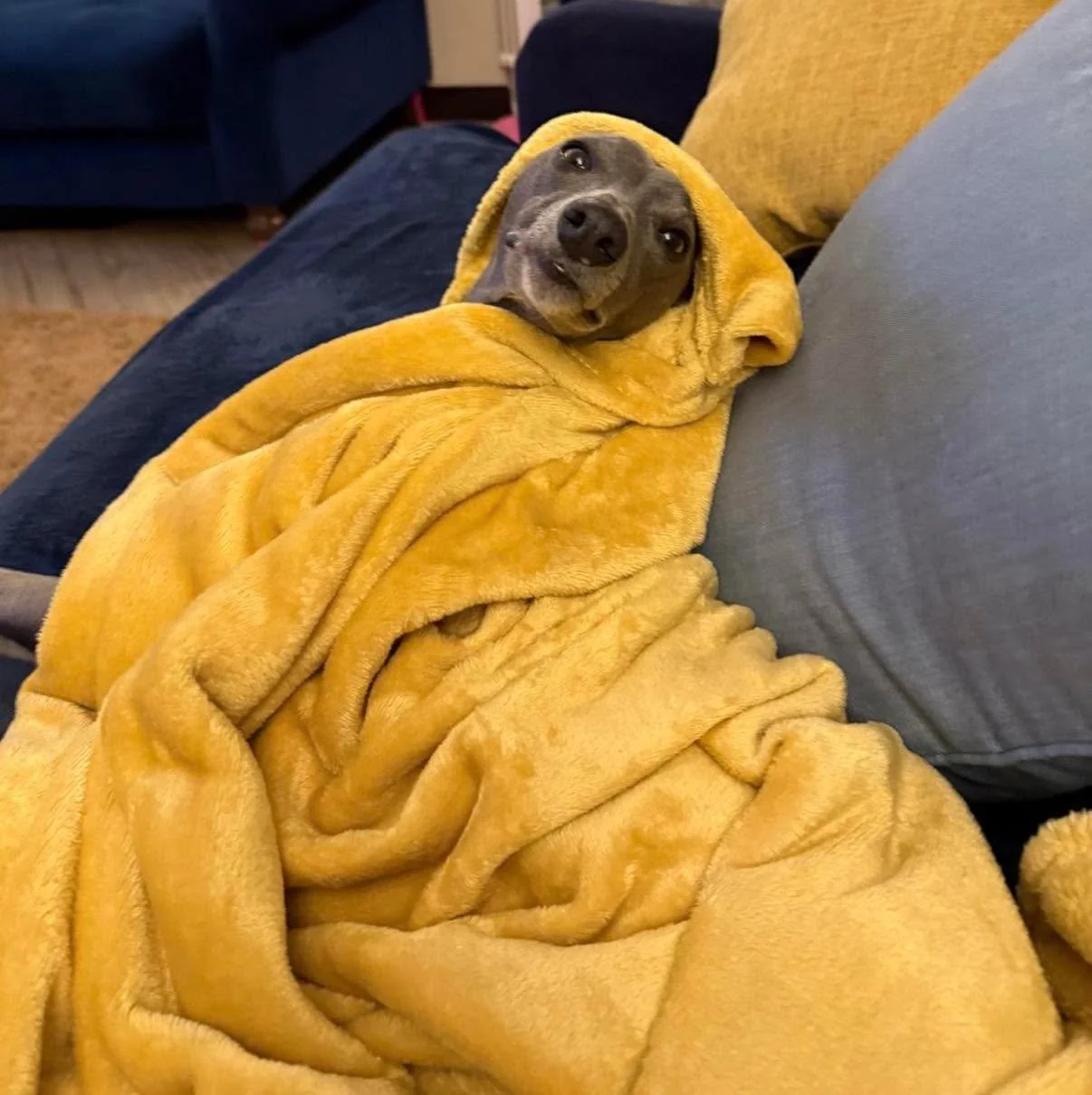 Not sure what day it is, but I&rsquo;ve fully slipped into Sighthound life today. Wrapped in blankets, surfacing for games, snacks and a wander, then back for a nap. Anyone else the same?