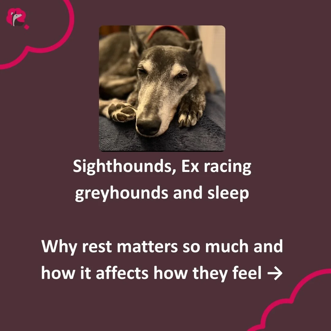 Sighthounds often sleep a lot!
They don&rsquo;t sleep like we do. They rest in lots of short bursts across the day, and those naps play a big part in how their bodies recover and how their brains cope with everyday life.
Because sighthounds have a wi