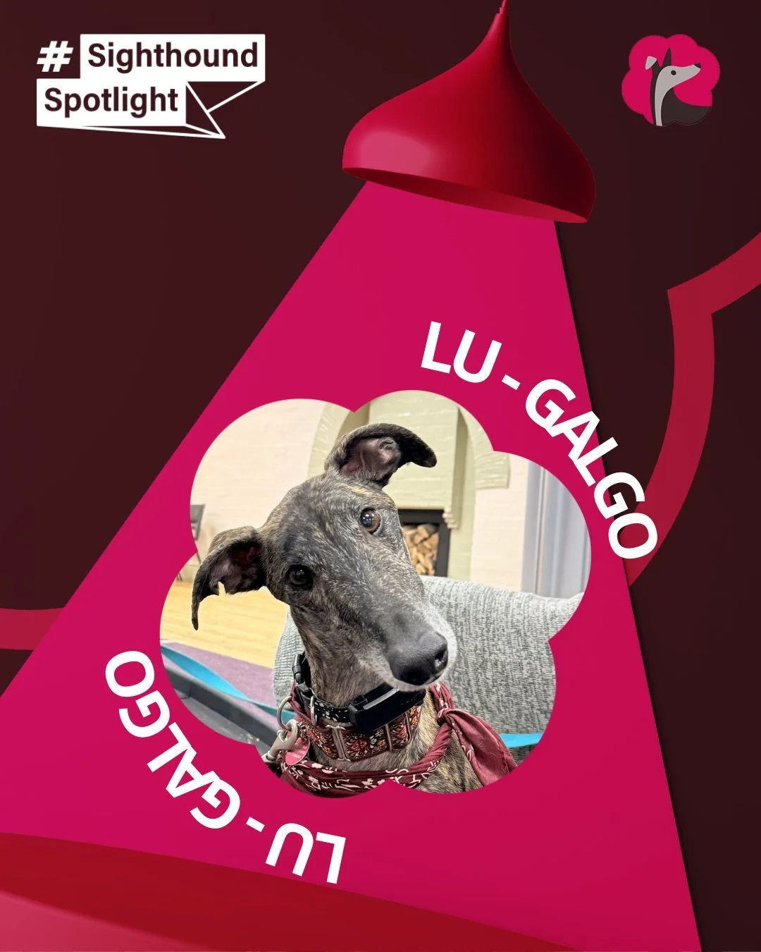 On world Galgo Day our Sighthound Spotlight is the wonderful Lu. 

 #sighthoundspotlight #galgos  #galgoday  #worldgalgoday