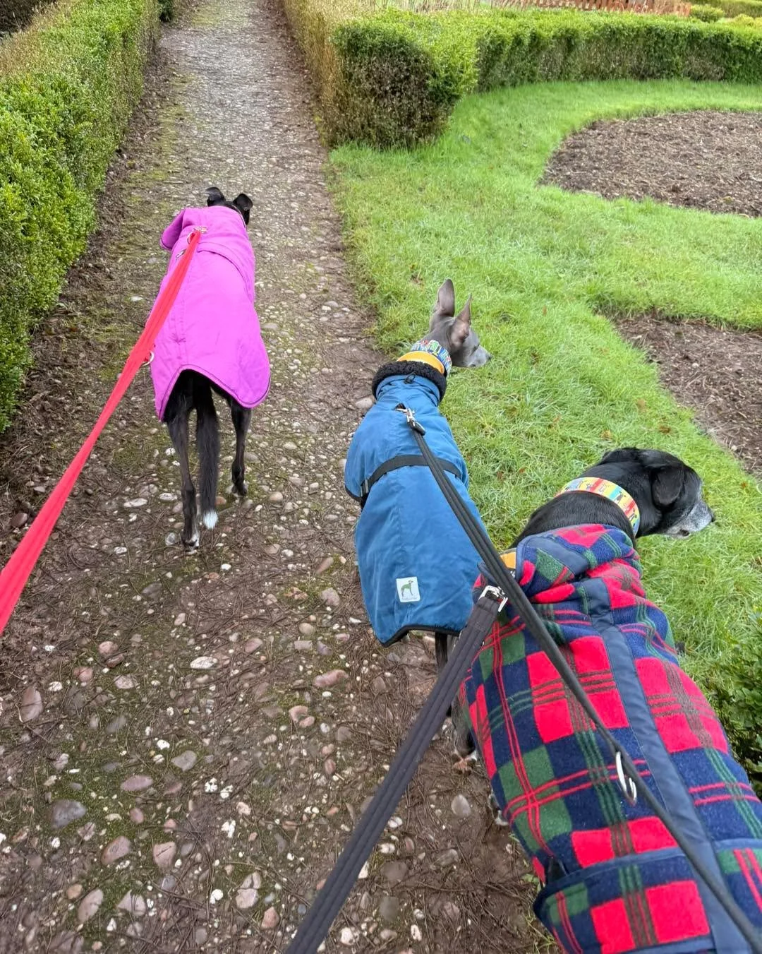 Loved the walk this morning at @castlebromwichhallgardens 

The weather stayed dry for us, which was a bonus. I was too busy chatting to take many photos, but here are a few little snaps from the morning.

Thank you to everyone who came along. It&rsq
