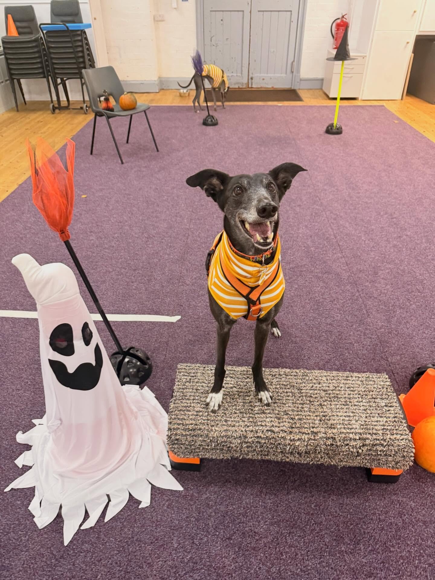 Happy 8th Birthday to our little Izzy 🩷🐾

The moment I met her, I fell in love. Thankfully so did Jim. Such a dinky greyhound with such a big personality.

Her prey drive was off the scale when we adopted her. On our very first walk she was leaping