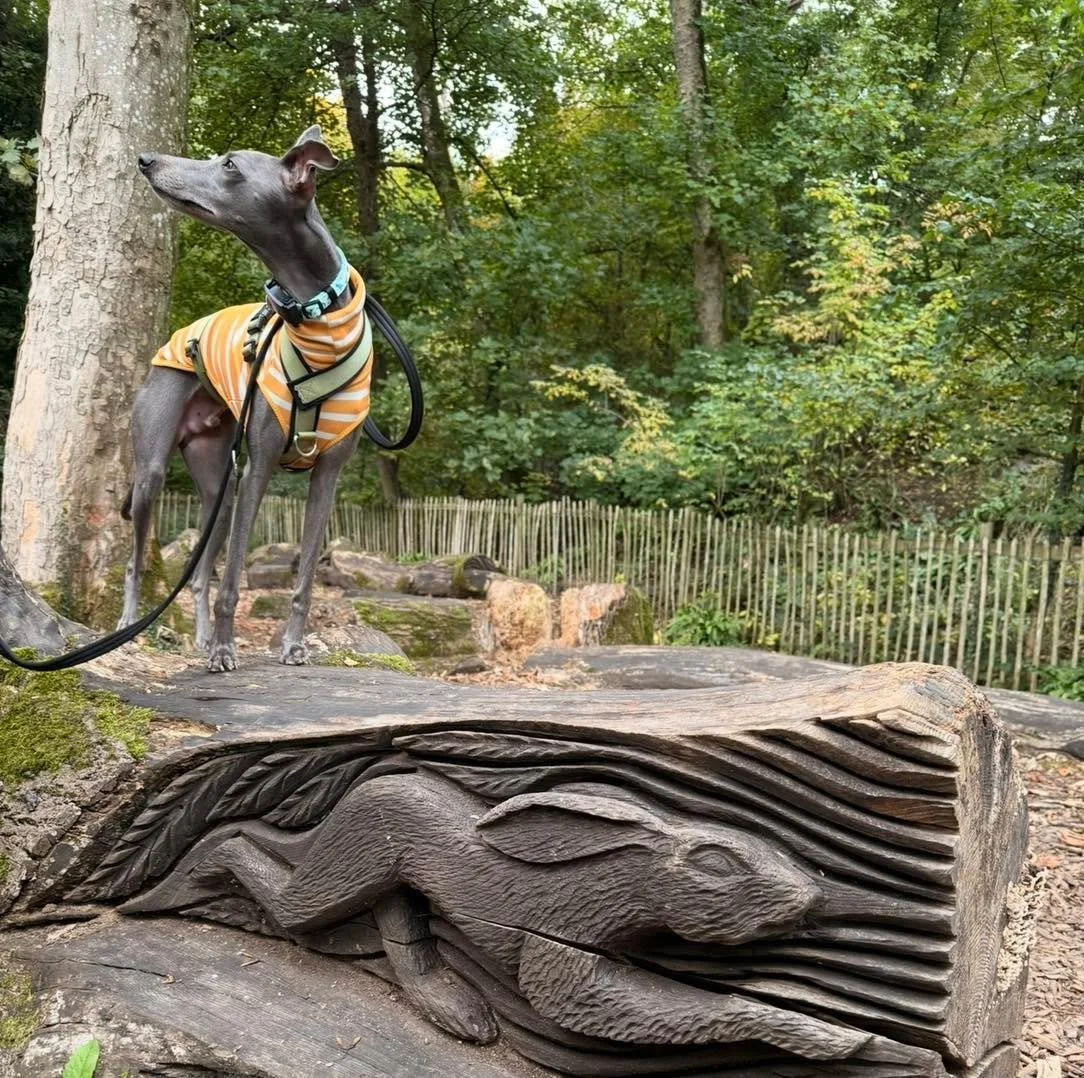 It&rsquo;s National Whippet Day 

Created by Debbie from @redhoundretreats , it&rsquo;s a brilliant day to celebrate all things whippet.

We absolutely adore Freddie, our adopted whippet. He&rsquo;s an absolute cuddle monster, full of mischief, a tot